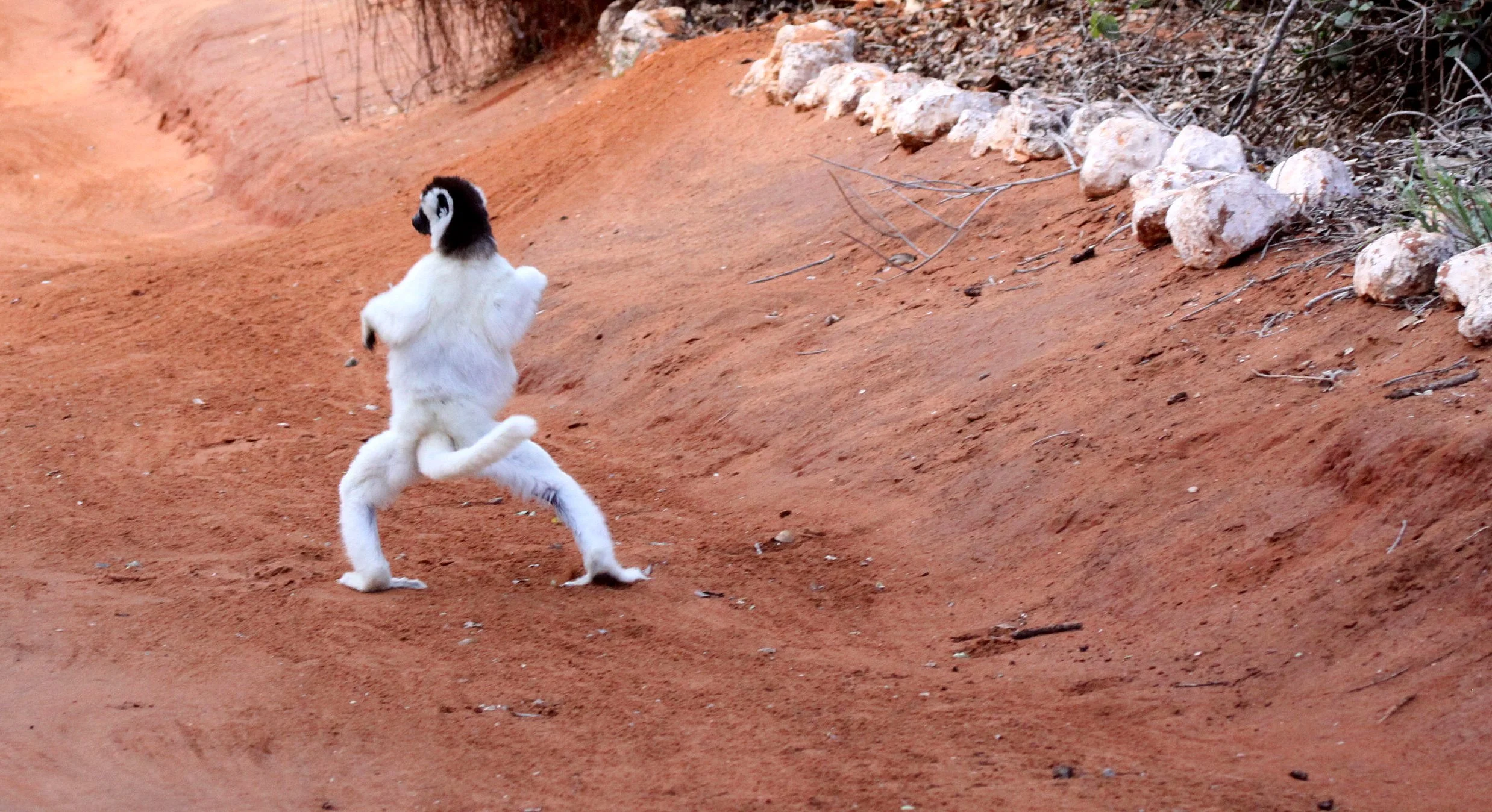 INDRIIDAE - Propithecus verreauxi - VERREAUX'S SIFAKA - ANDOHAHELA NATIONAL PARK MADAGASCAR (31).JPG