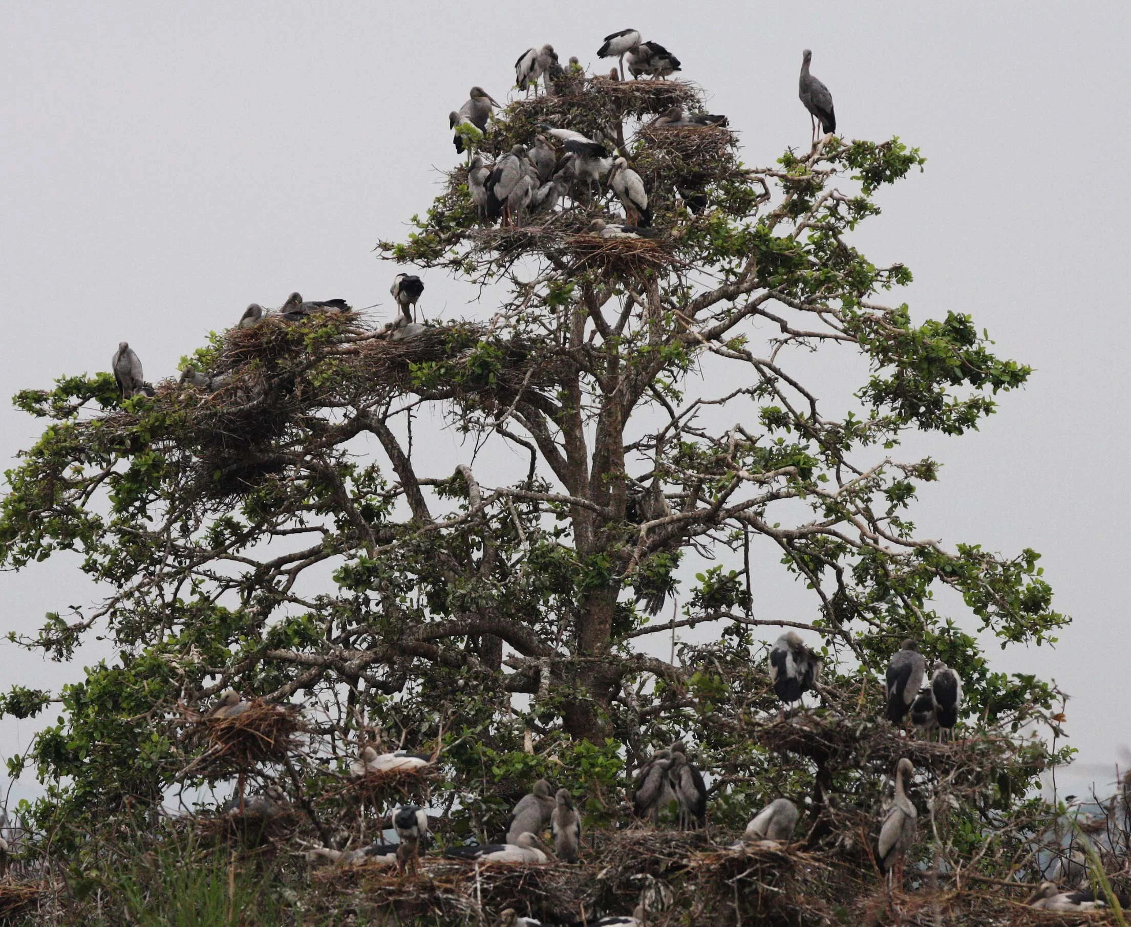STORK - ASIAN OPENBILL - Anastomus oscitans - ROOKERY IN BUENG BORAPHET THAILAND - CHRISTMAS IN THAILAND TRIP 2008 (12).JPG
