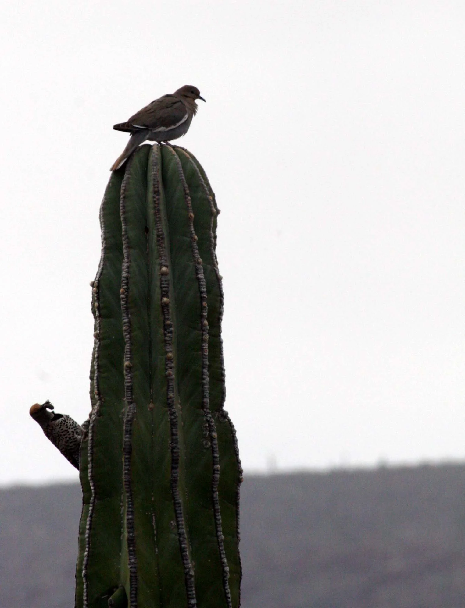 White-winged Dove (Zenaida asiatica) San Ignacio Desert Baja Mexico (4).JPG