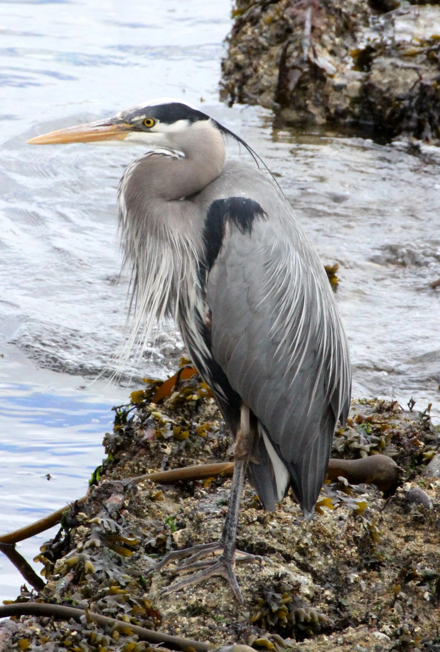 HERON - GREAT BLUE HERON- Ardea herodias - SOMEMOS MARSH VANCOUVER ISLAND BC (5).JPG