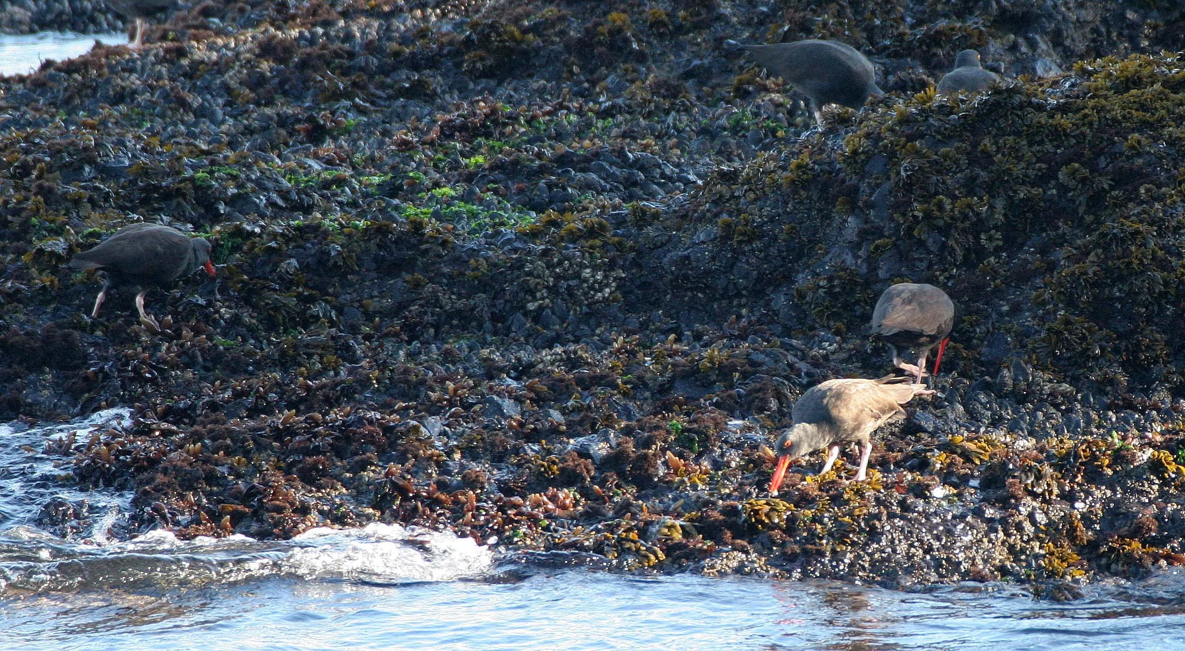BIRD - OYSTER CATCHER - BLACK OYSTER CATCHERS - SALT CREEK (25).jpg