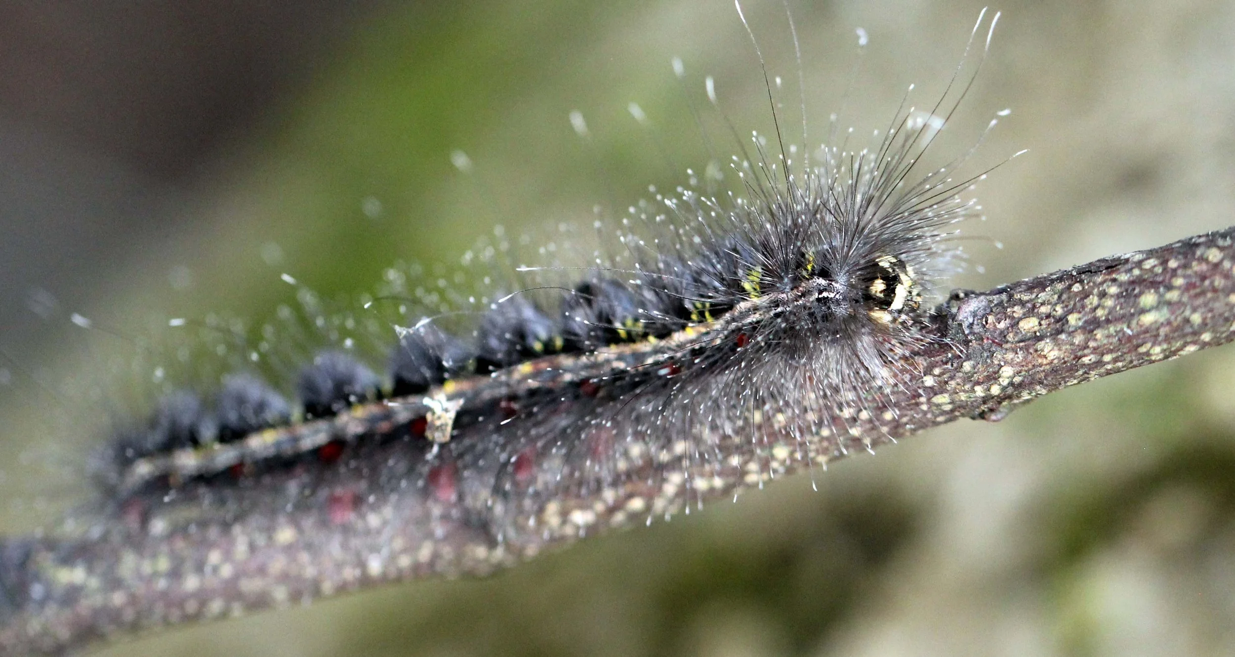 ARTHROPOD - LEPIDOPTERA SPECIES - VALPARAI TAMIL NADU INDIA - PHOTO BY SOM SMITH (91).JPG
