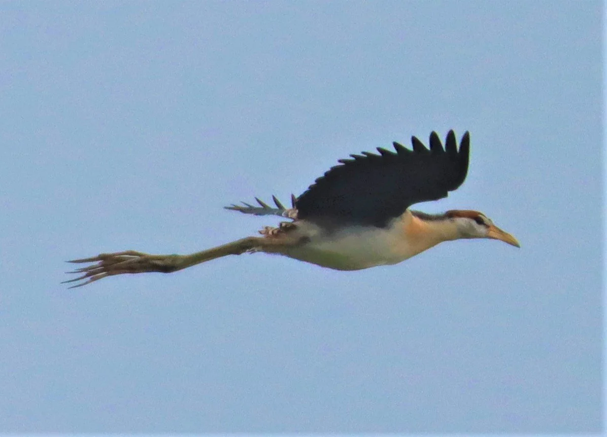 JACANA - PHEASANT-TAILED JACANA - Hydrophasianus chirurgus - LAD KRABANG  THAP YAO RICE FIELDS AUGUST 14 2021 (10).jpg