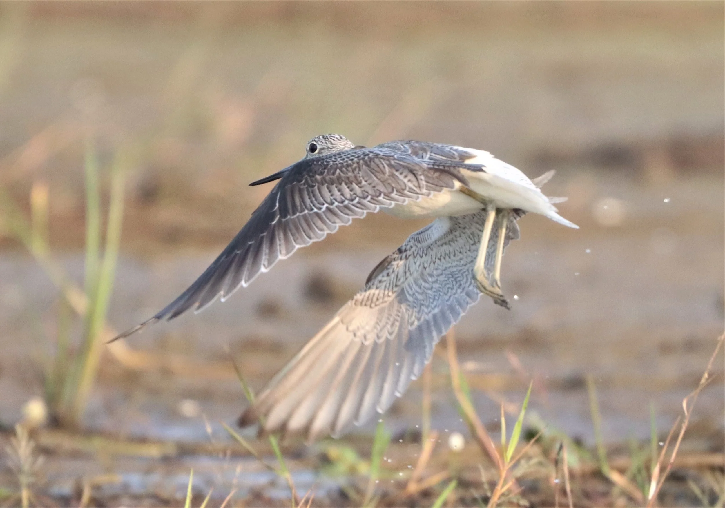 GREENSHANK - COMMON GREENSHANK - Tringa nebular (2).jpg