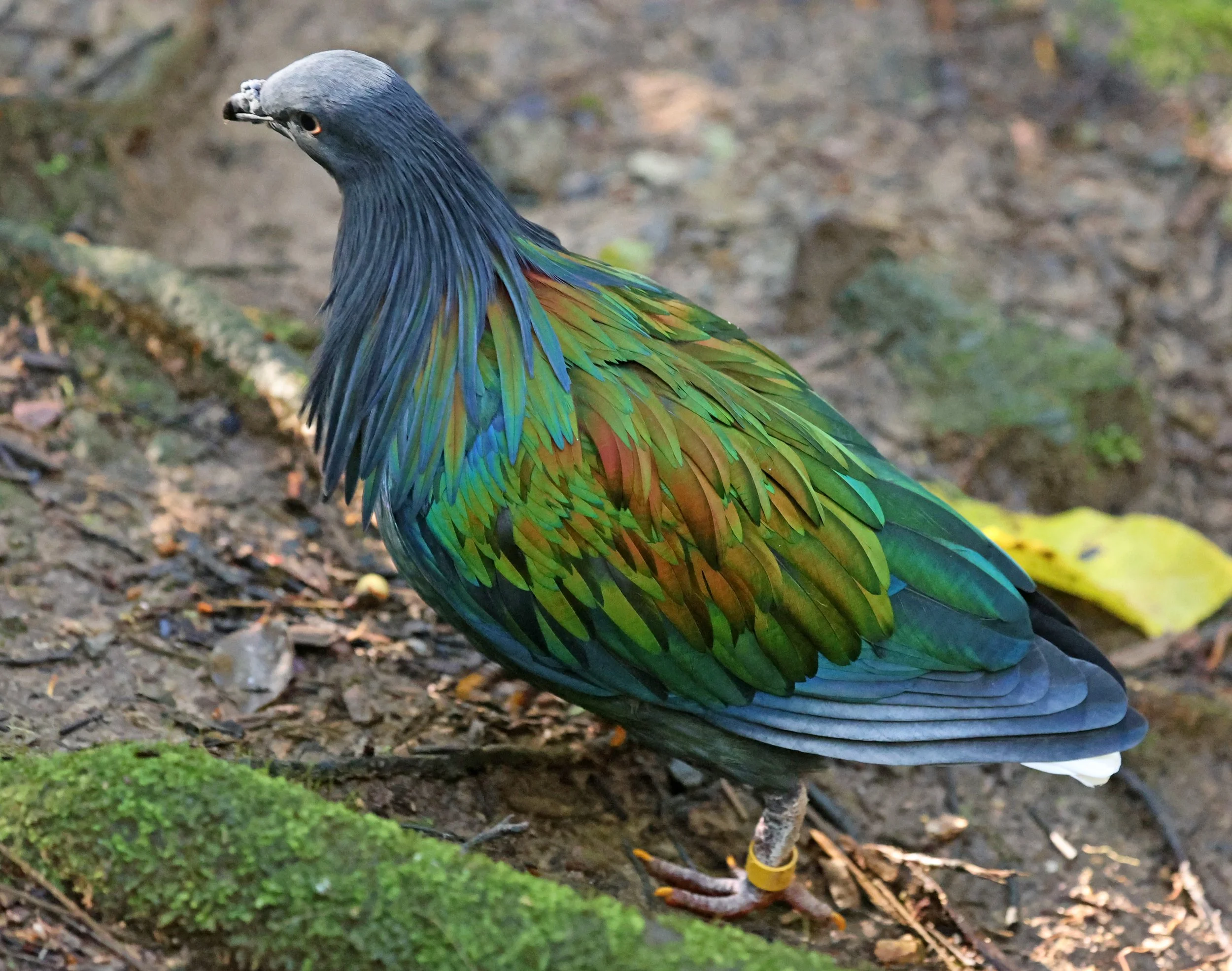 Nicobar Pigeon (Caloenas nicobarica) Lone Pine Wildlife Sanctuary Brisbane - Queensland (12).jpg
