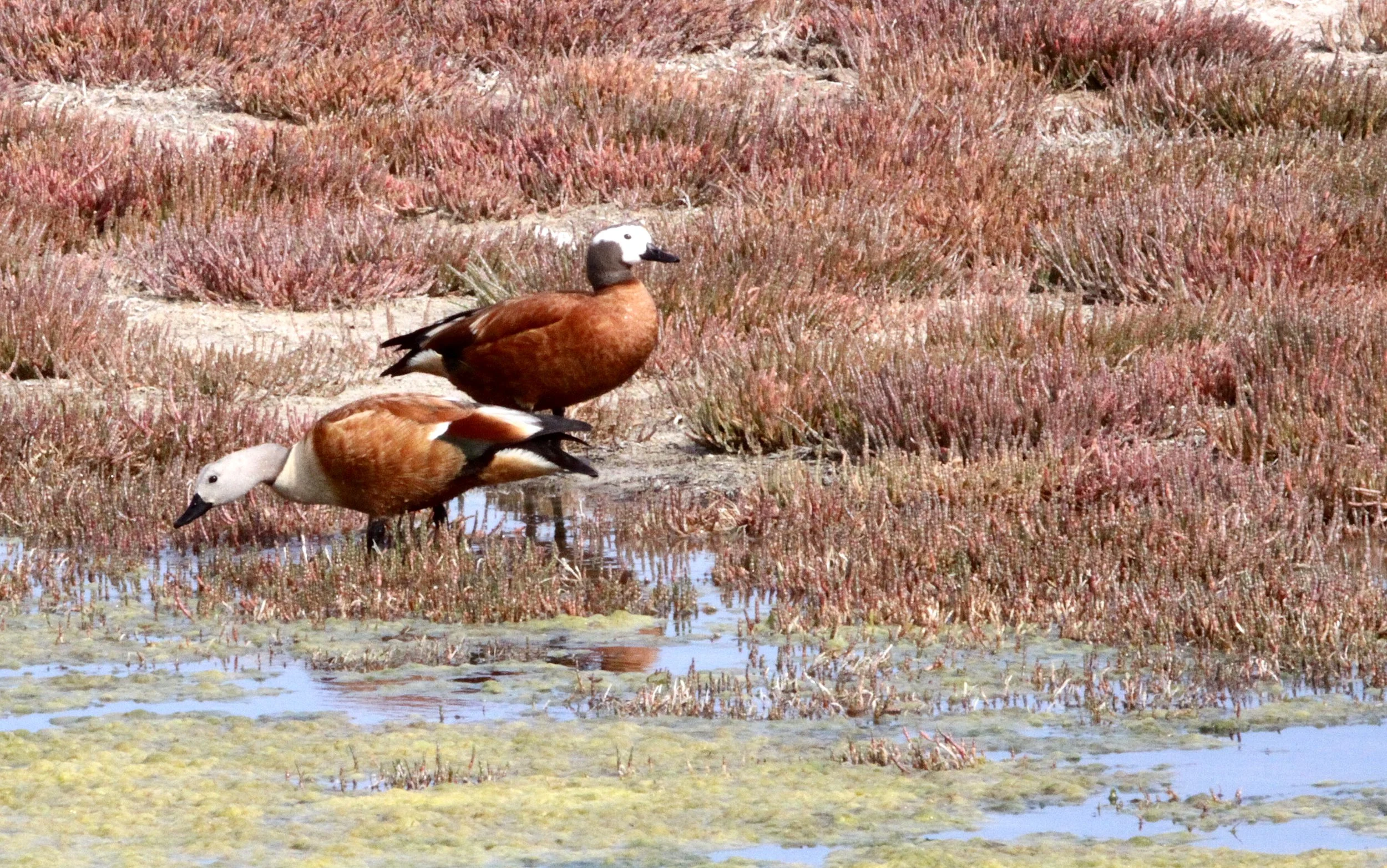 SHELDUCK - SOUTH AFRICAN SHELDUCK - Tadorna tadornoides - ELAND'S BAY SOUTH AFRICA (16).JPG