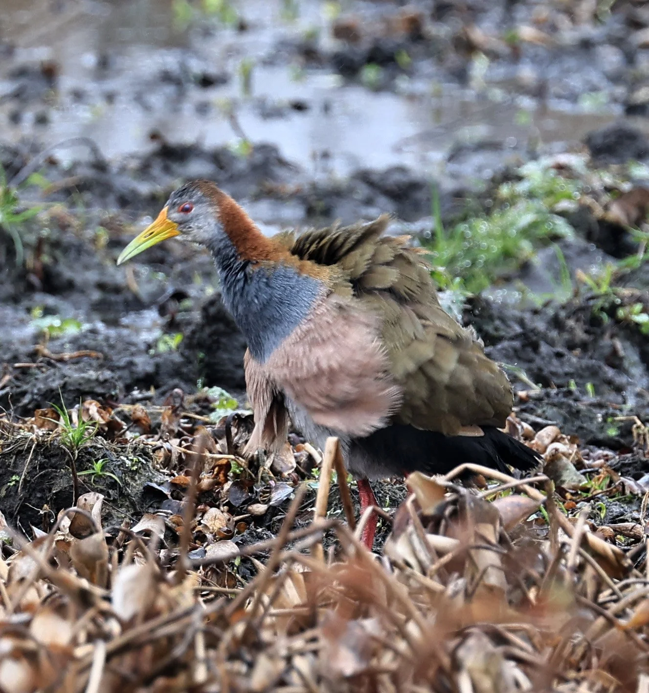 Grey-cowled Wood Rail (Aramides cajaneus) Reserva Natural Ceibas, Entre Rios, Argentina (9).jpg