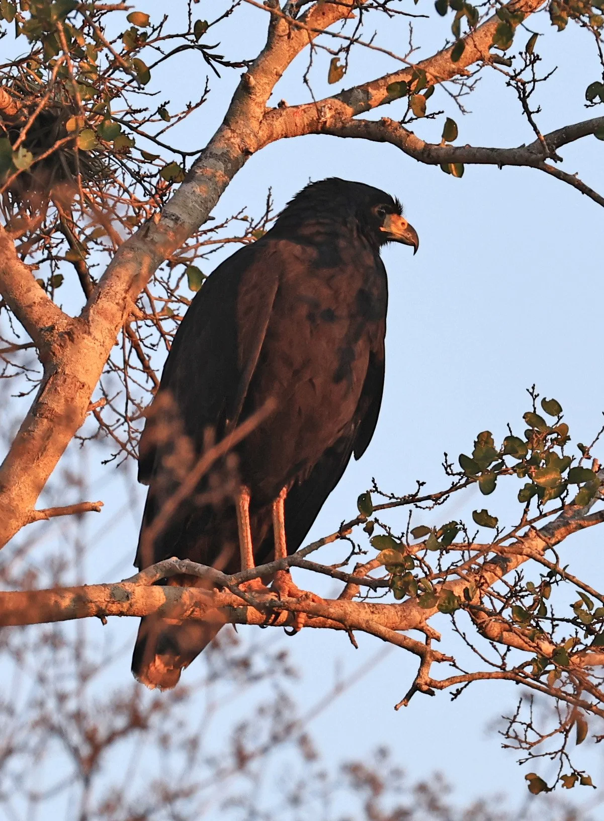 Zone-tailed Hawk (Buteo albonotatus) Agua Dulce Paraguay (6).jpg