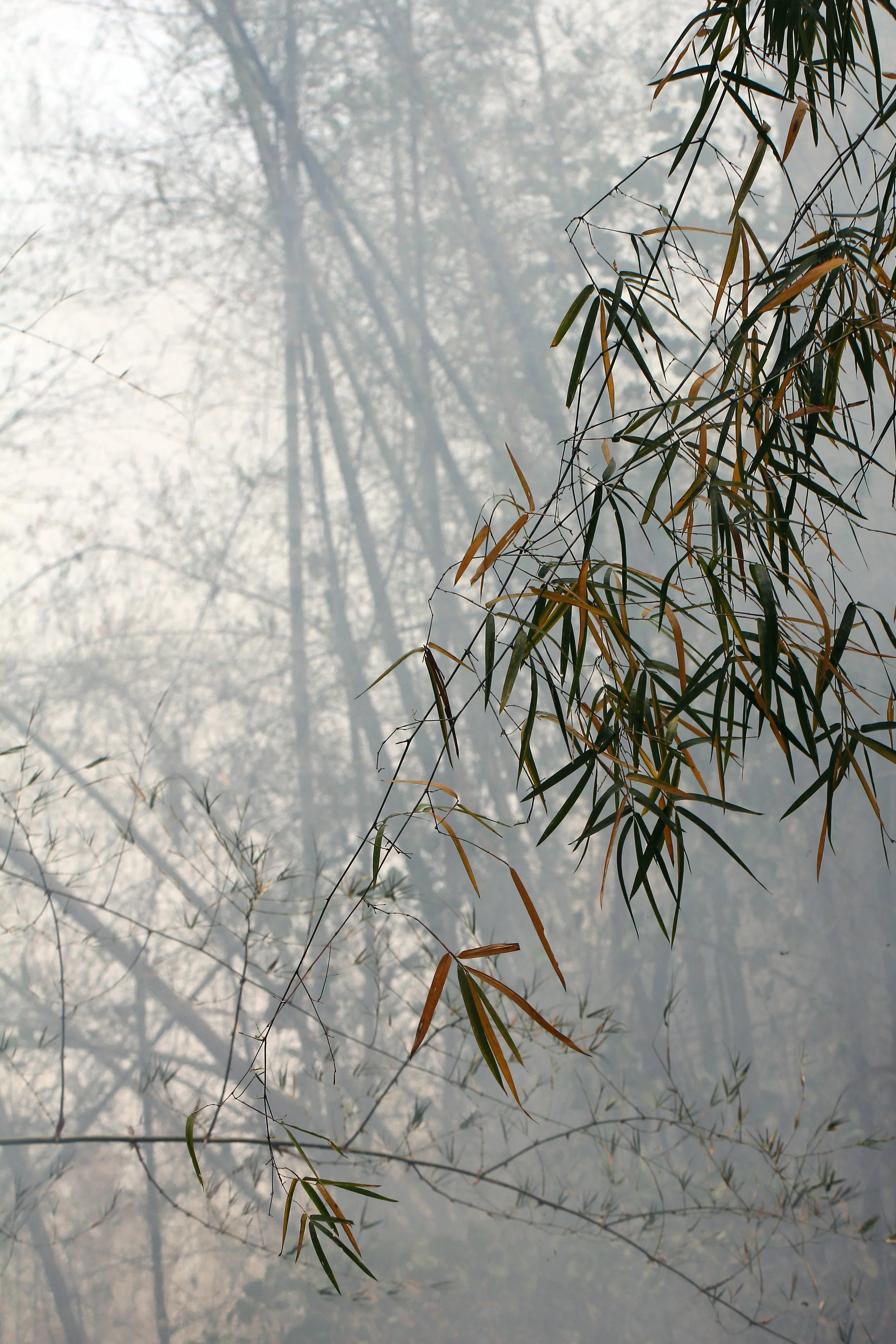 2015 Huai Mai Dee Huai Kha Khaeng Wildlife Refute (30).JPG