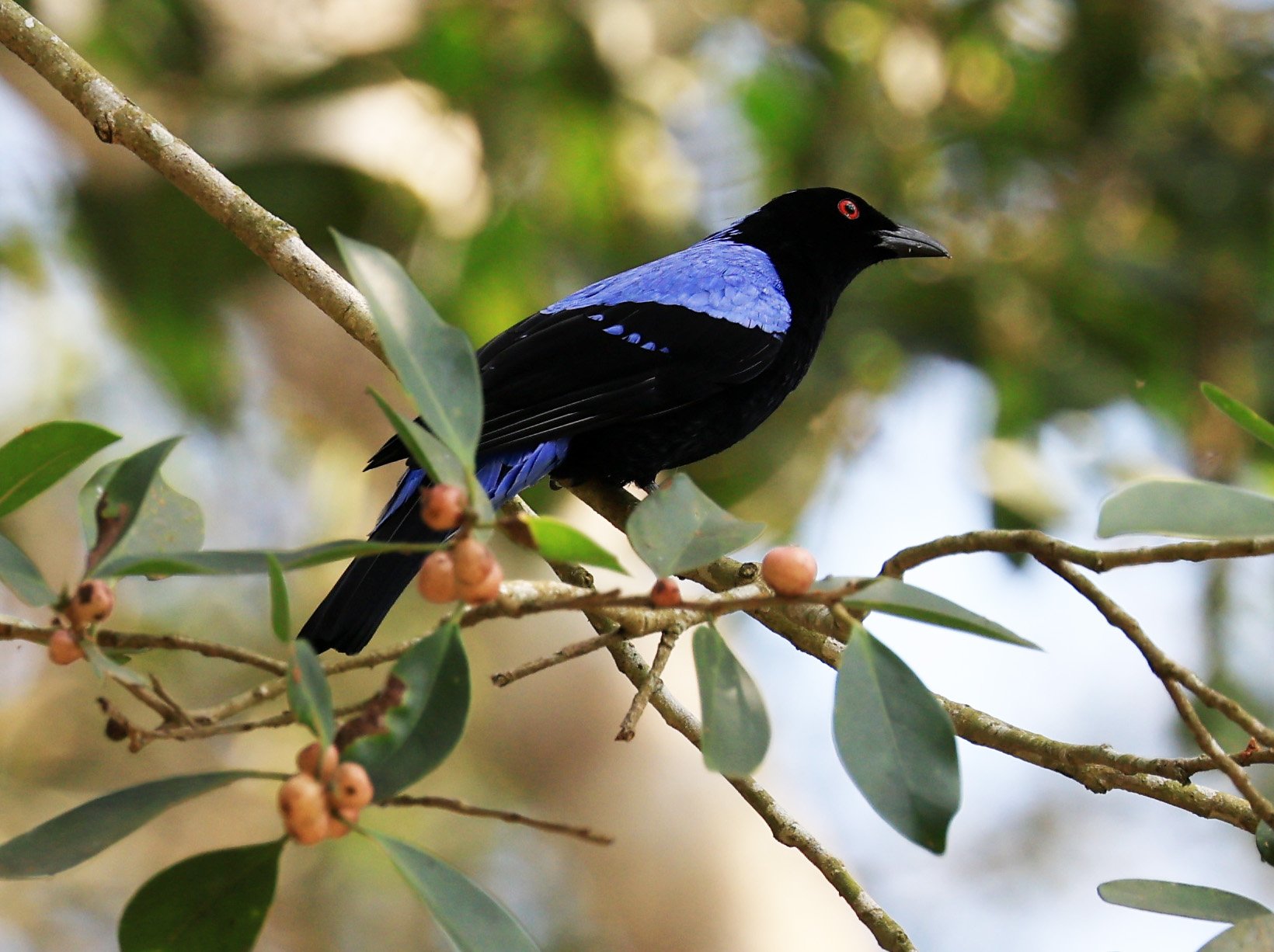 Asian Fairy-bluebird (Irena puella) Khao Yai National Park Feb 2026 
