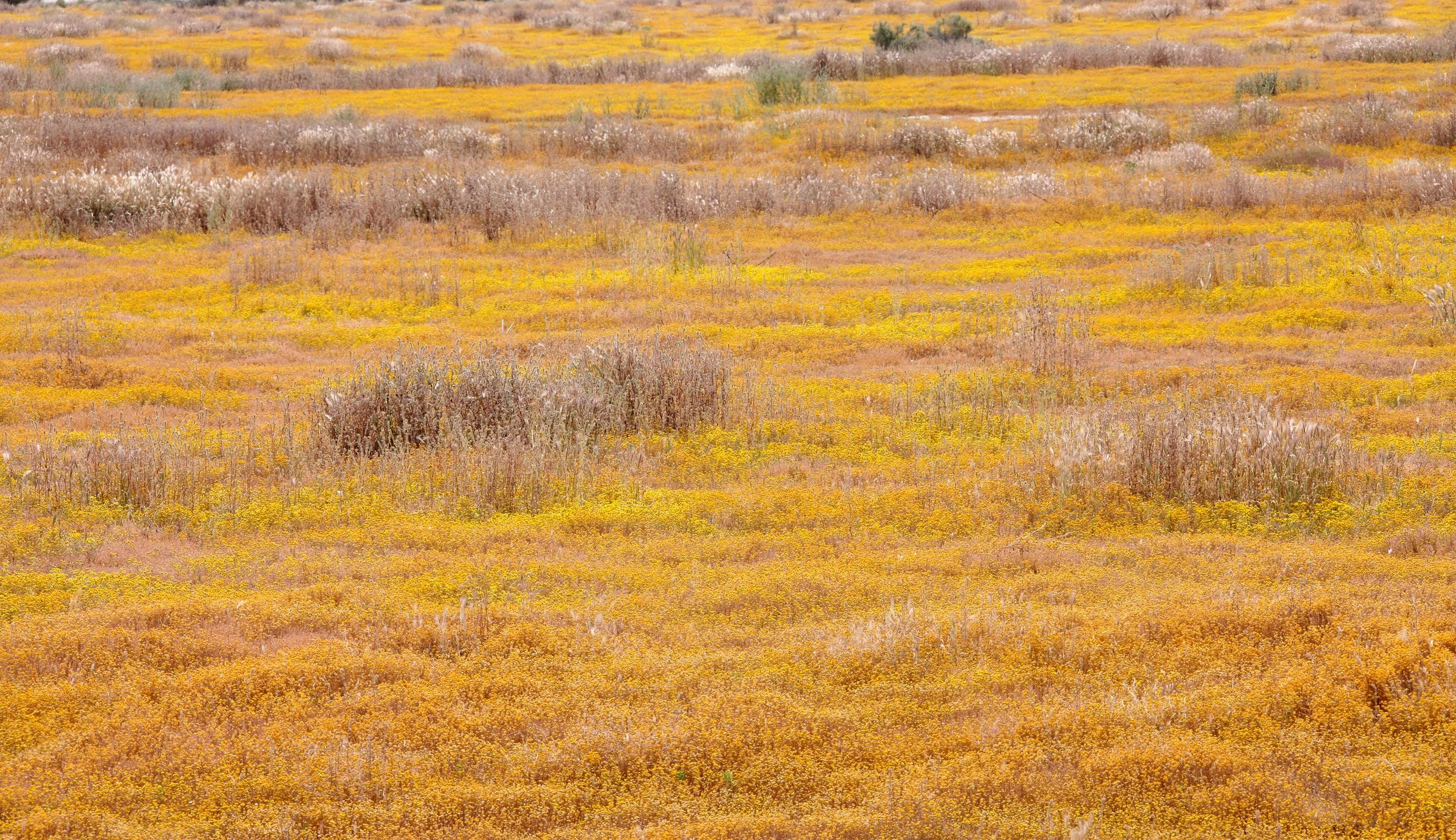 ASTERACEAE - LASTHENIA SPECIES - GOLD FIELDS - TAFT CALIFORNIA - BUTTONWILLOW AREA - ROADTRIP 2010 (2).JPG