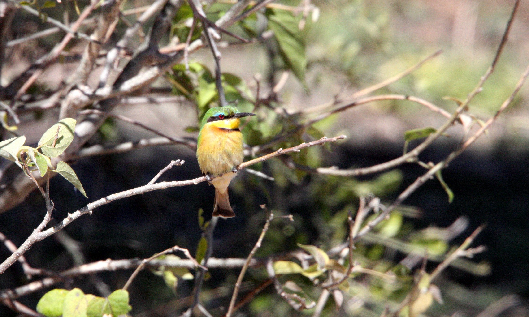 BIRD - BEE-EATER - LITTLE BEE-EATER - CHOBE NATIONAL PARK BOTSWANA (8).JPG
