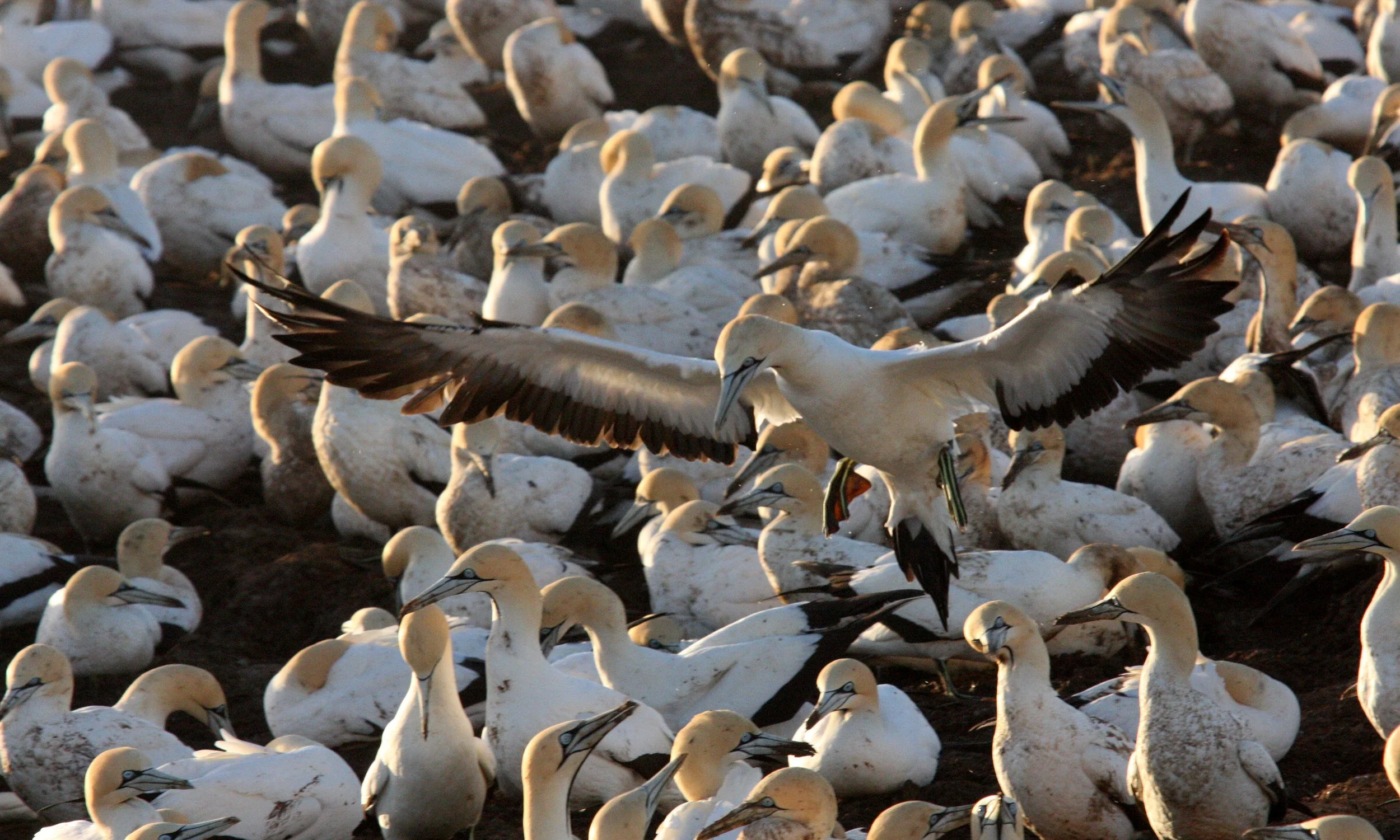 Cape gannet (Morus capensis) Lambert's Bay South Africa (1).JPG