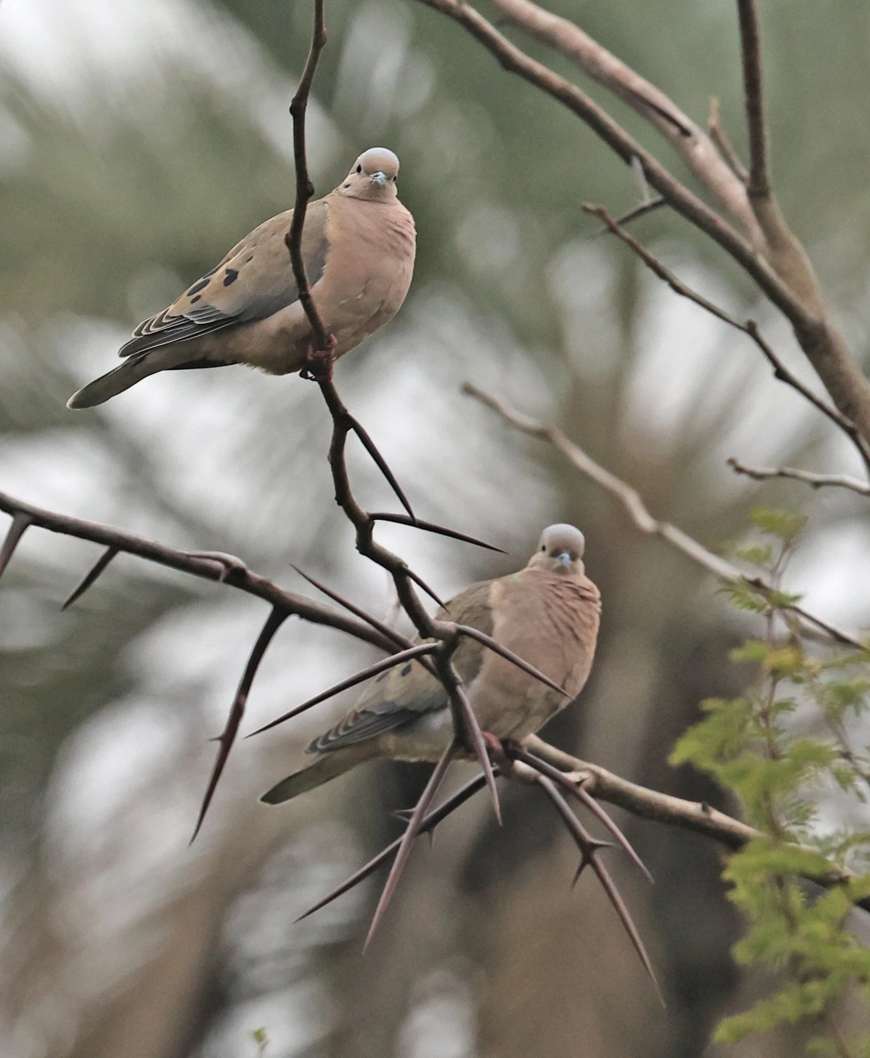 Eared Dove (Zenaida auriculata) El Palmar National Park, Entre Rios, Argentina (9).jpg