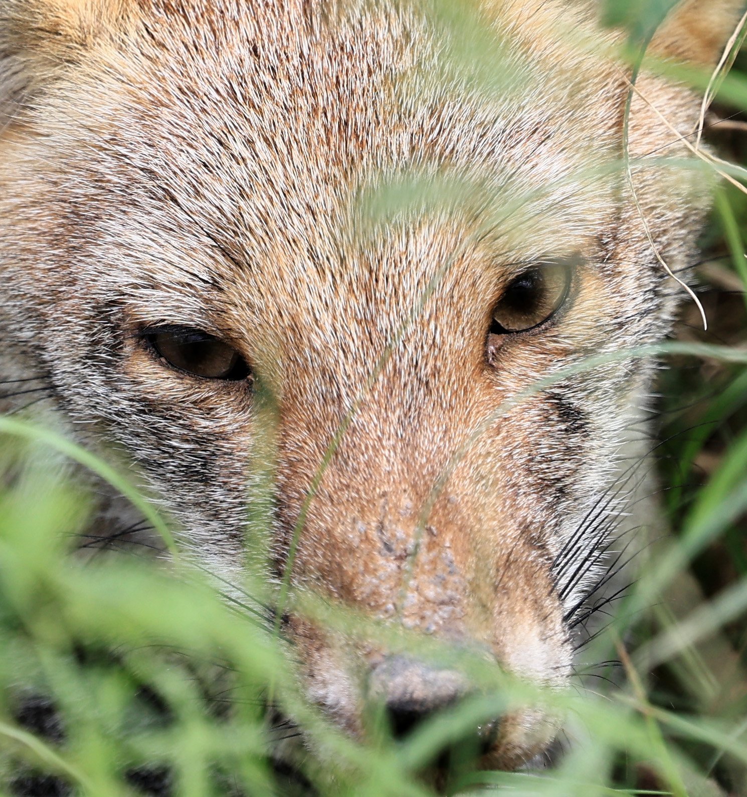 Pampas Fox (Lycalopex gymnocerca) Agua Dulce Paraguay (3).jpg