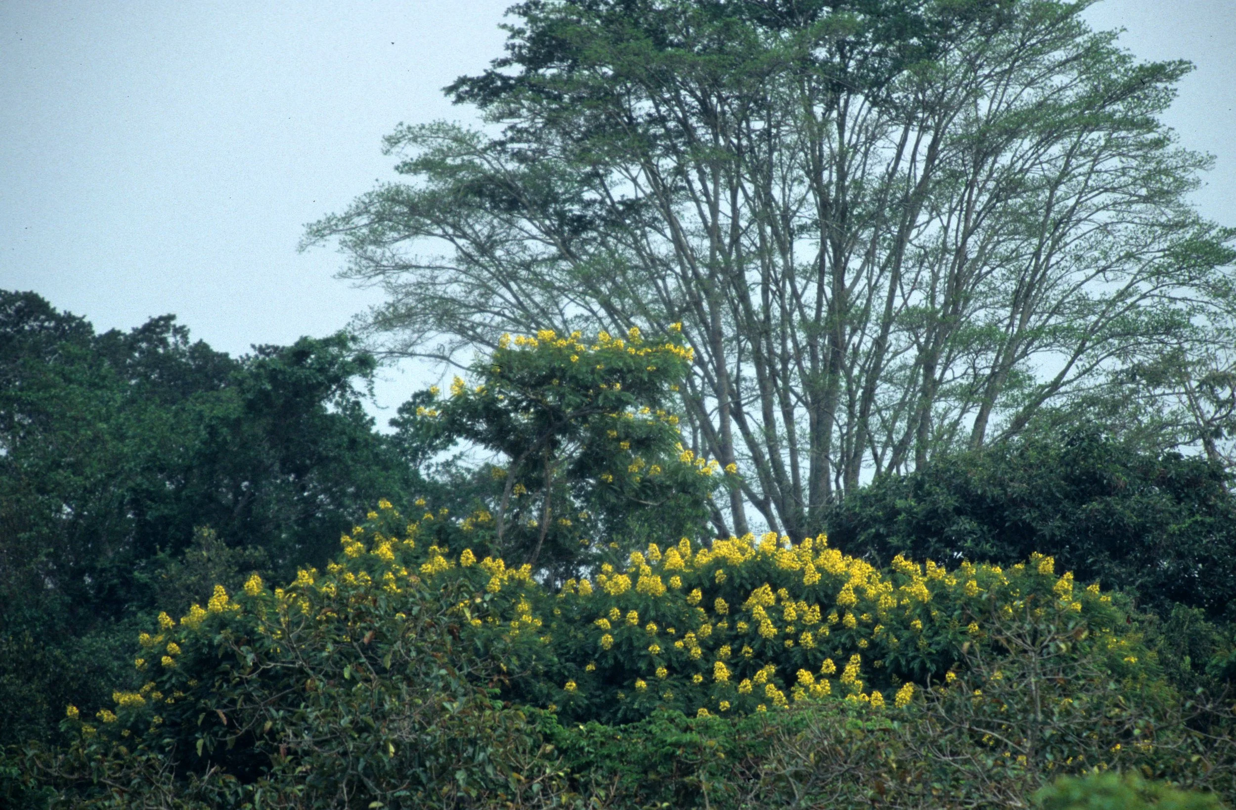 UGANDA - FOREST IN BLOOM.jpg