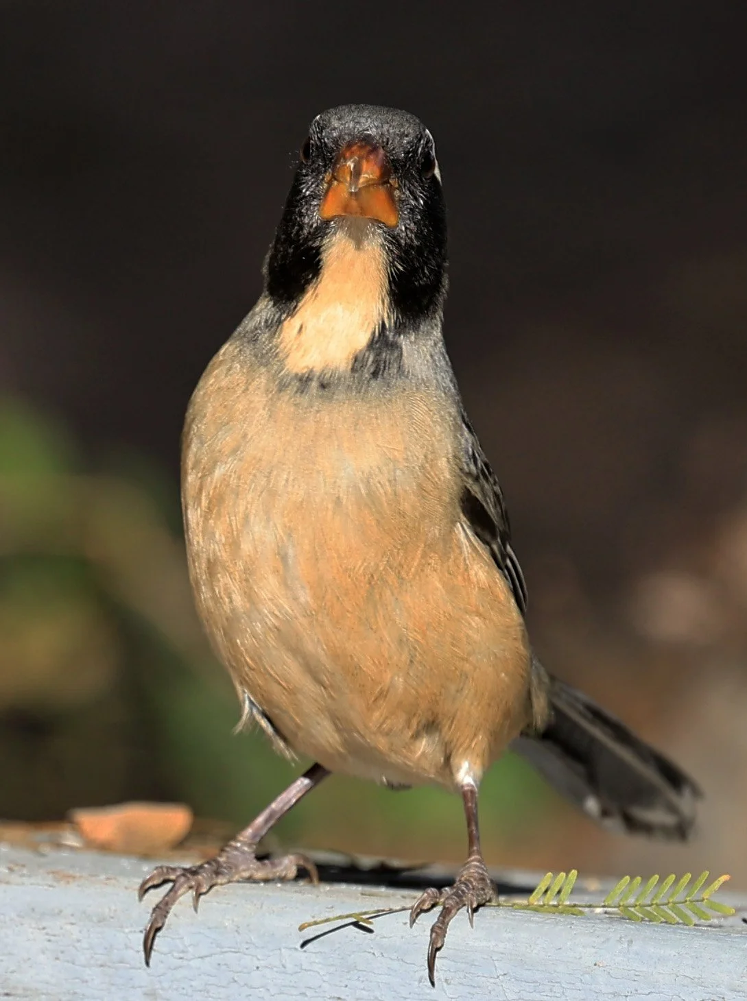 Golden-billed Saltator (Saltator aurantiirostris) Aurora Chaquena Reserve, Neuland Mennonite Colony Paraguay (40).jpg