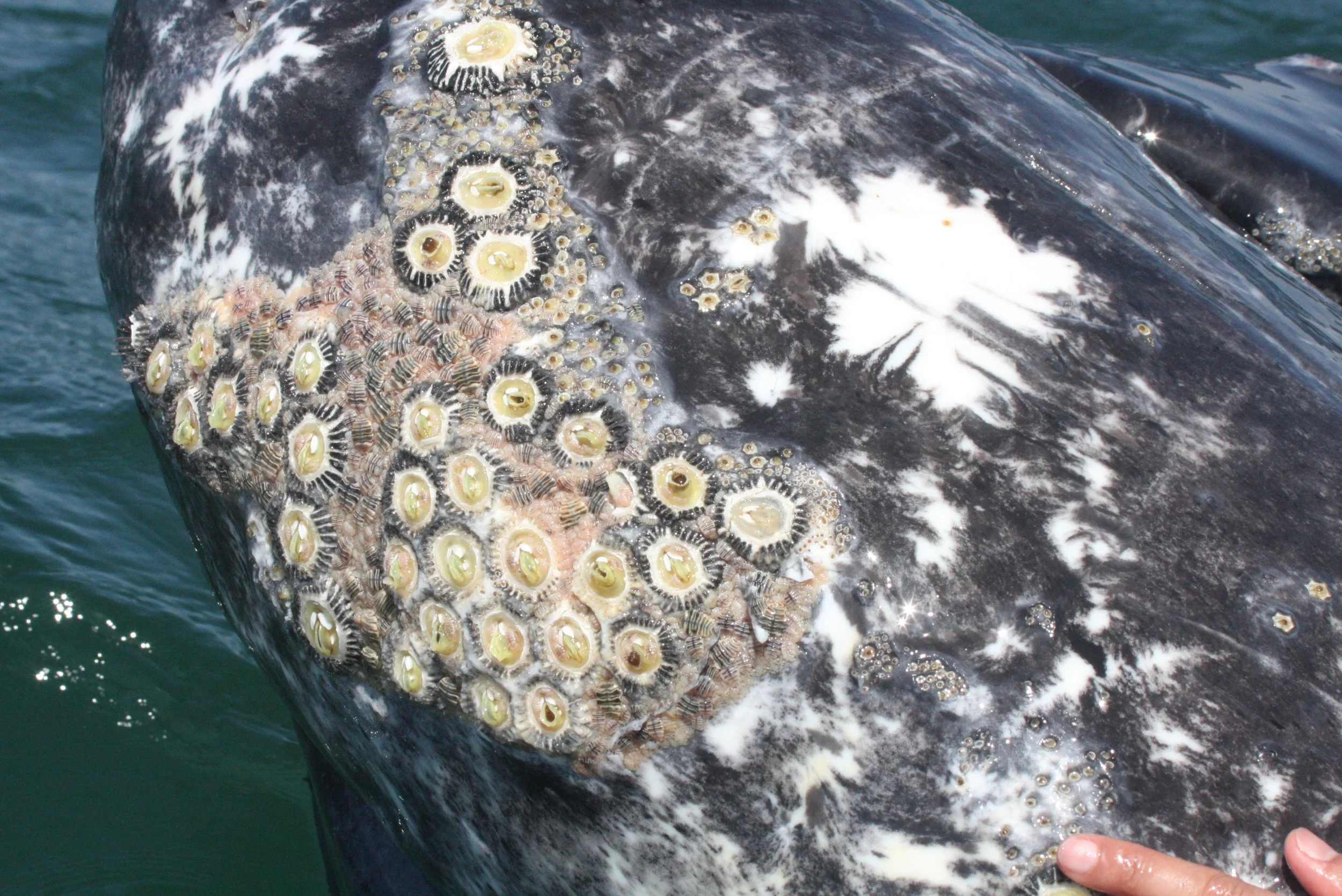 Eschrichtius robustus - GRAY WHALE WITH Cryptolepas rhachianecti - SAN IGNACIO LAGOON BAJA MEXICO (7).JPG