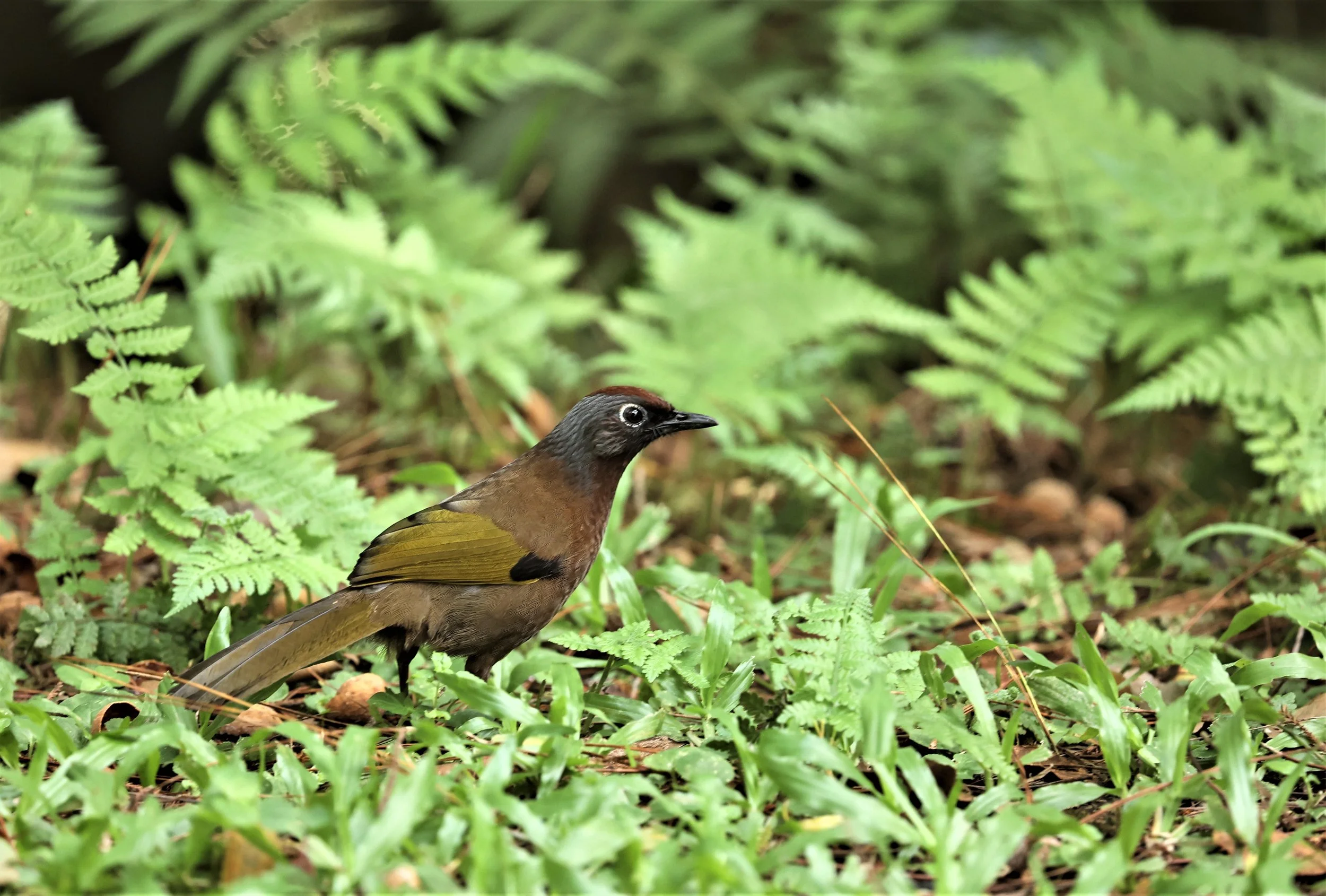 Trochalopteron peninsulae - MALAYAN LAUGHINGTHRUSH - FRASER'S HILL, MALAYSIA JUNE 2022 (6).jpg