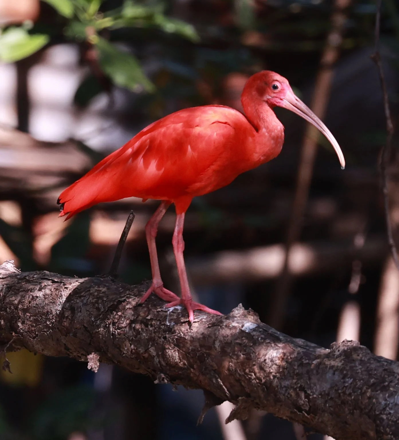 Ibis - Scarlet Ibis - Eudocimus ruber - 29 Songkaow Cafe, Chachoengsao Thailand (63).jpg