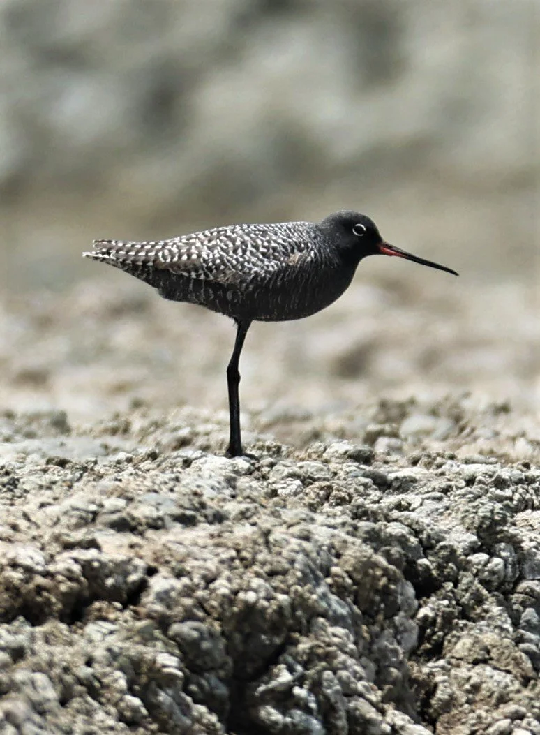 REDSHANK - SPOTTED REDSHANK - Tringa erythropus - CHACHOENGSAO SALT PONDS SALT CAFE MAY 7 2022 (68).jpg