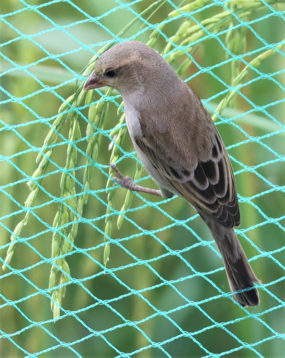 Plain-backed Sparrow (Passer flaveolus) Pathum Thani Rice Research Center (4).jpg