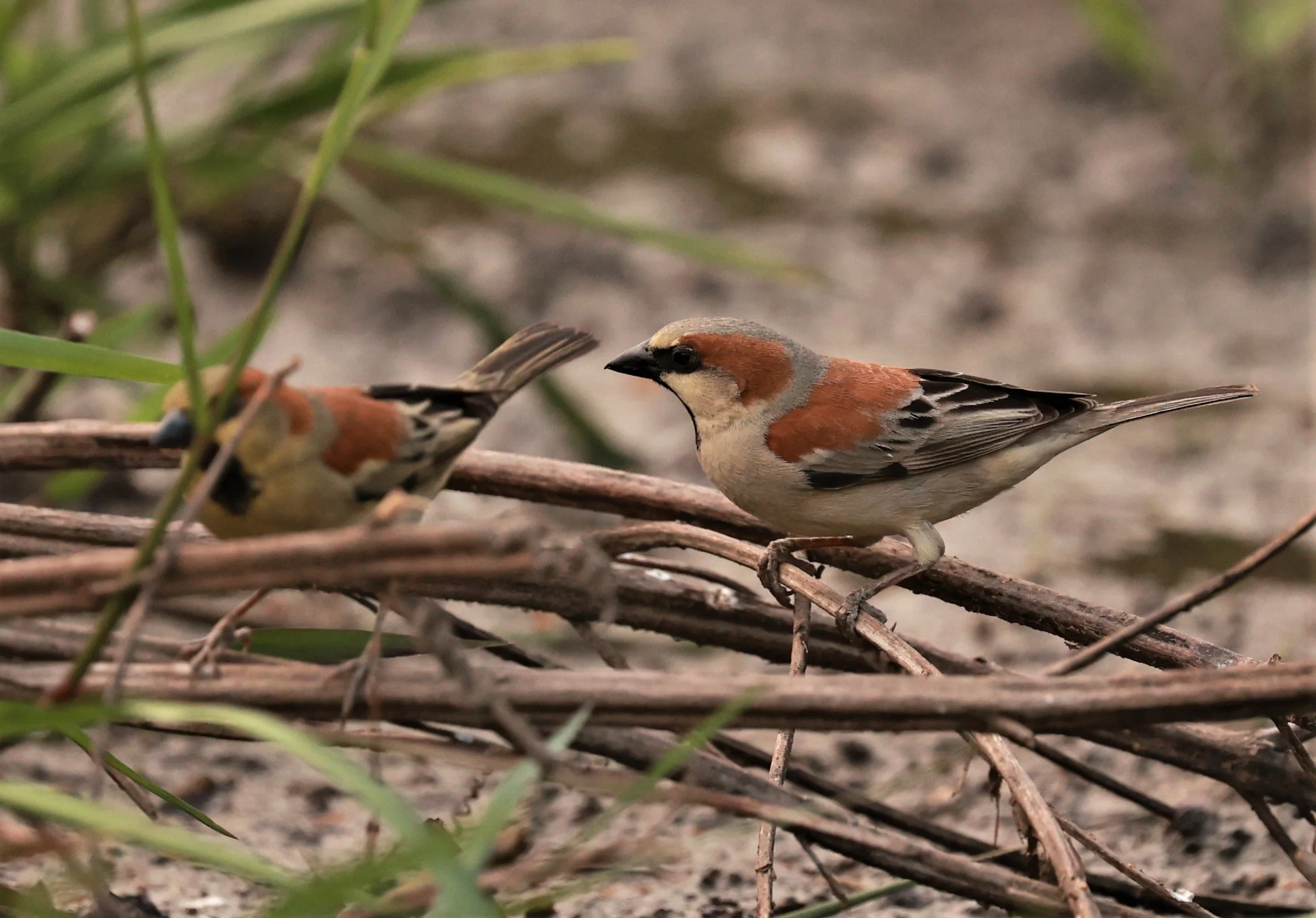 Plain-backed Sparrow (Passer flaveolus) Pathum Thani Rice Research Center (14).jpg
