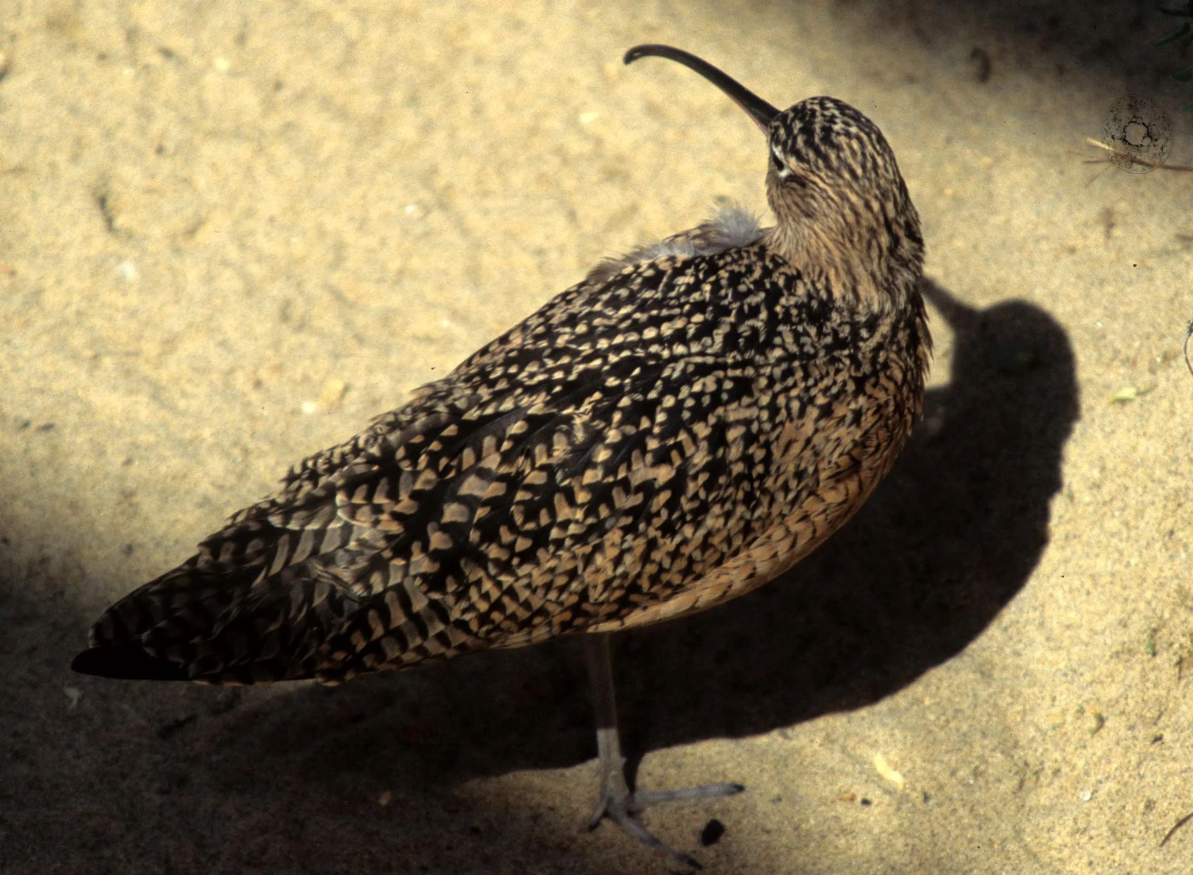 BIRD - WHIMBREL - MONTERREY CAL (3).jpg