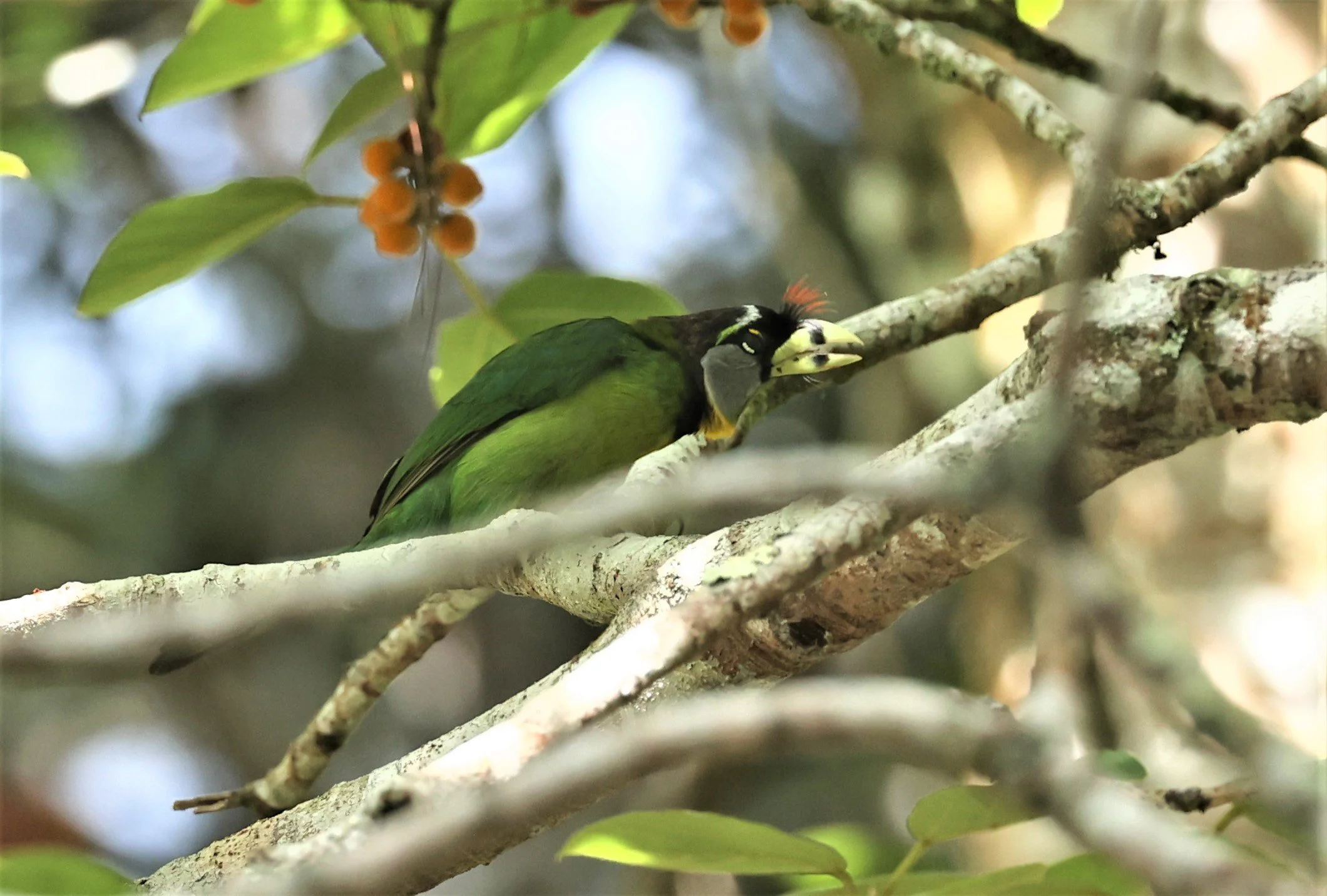 Psilopogon pyrolophus - FIRE-TUFTED BARBET - FRASER'S HILL, MALAYSIA JUNE 2022 (39).jpg