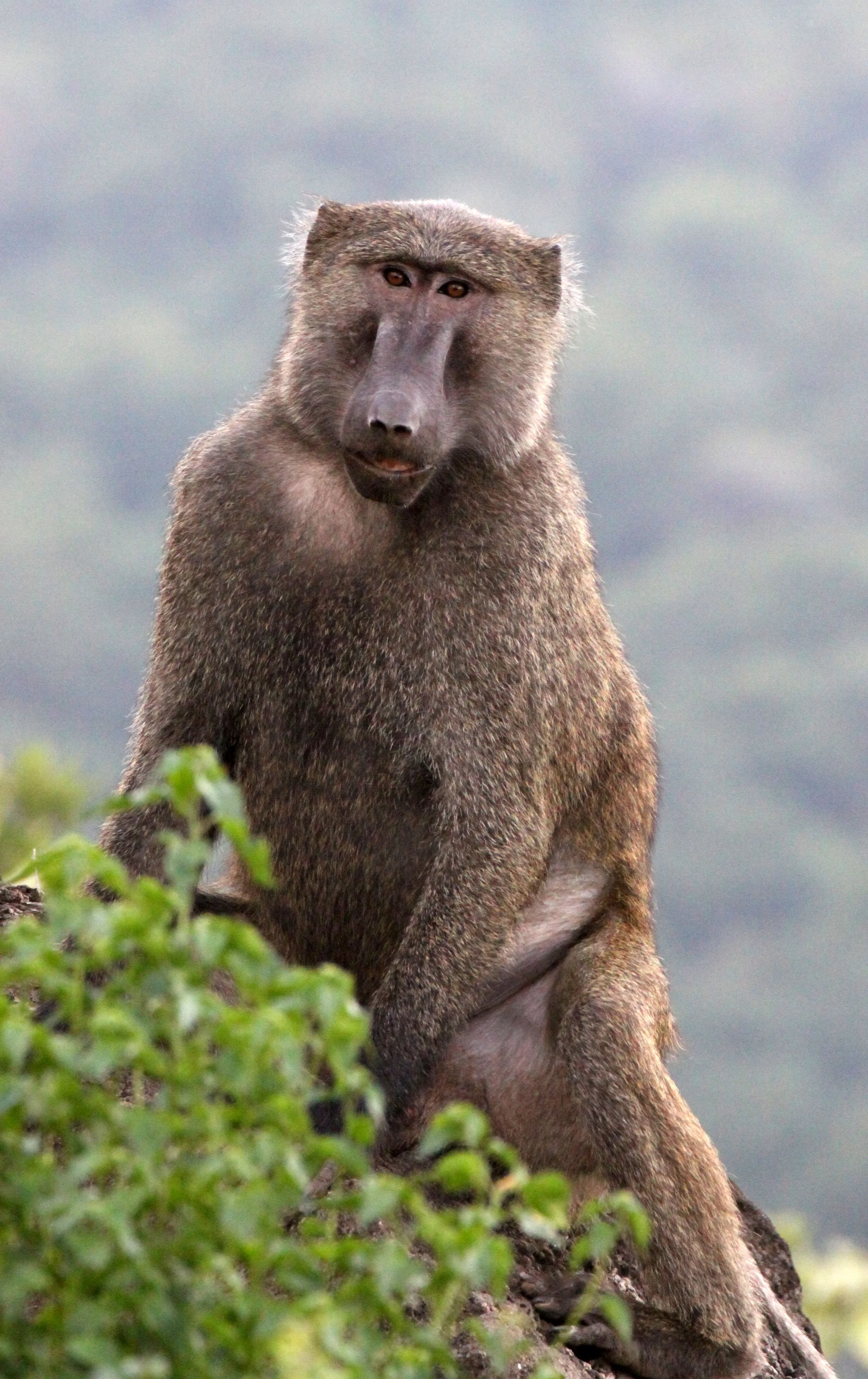 CERCOPITHECIDAE - Papio anubis - OLIVE BABOON - ARBAMINCH ETHIOPIA (12).JPG