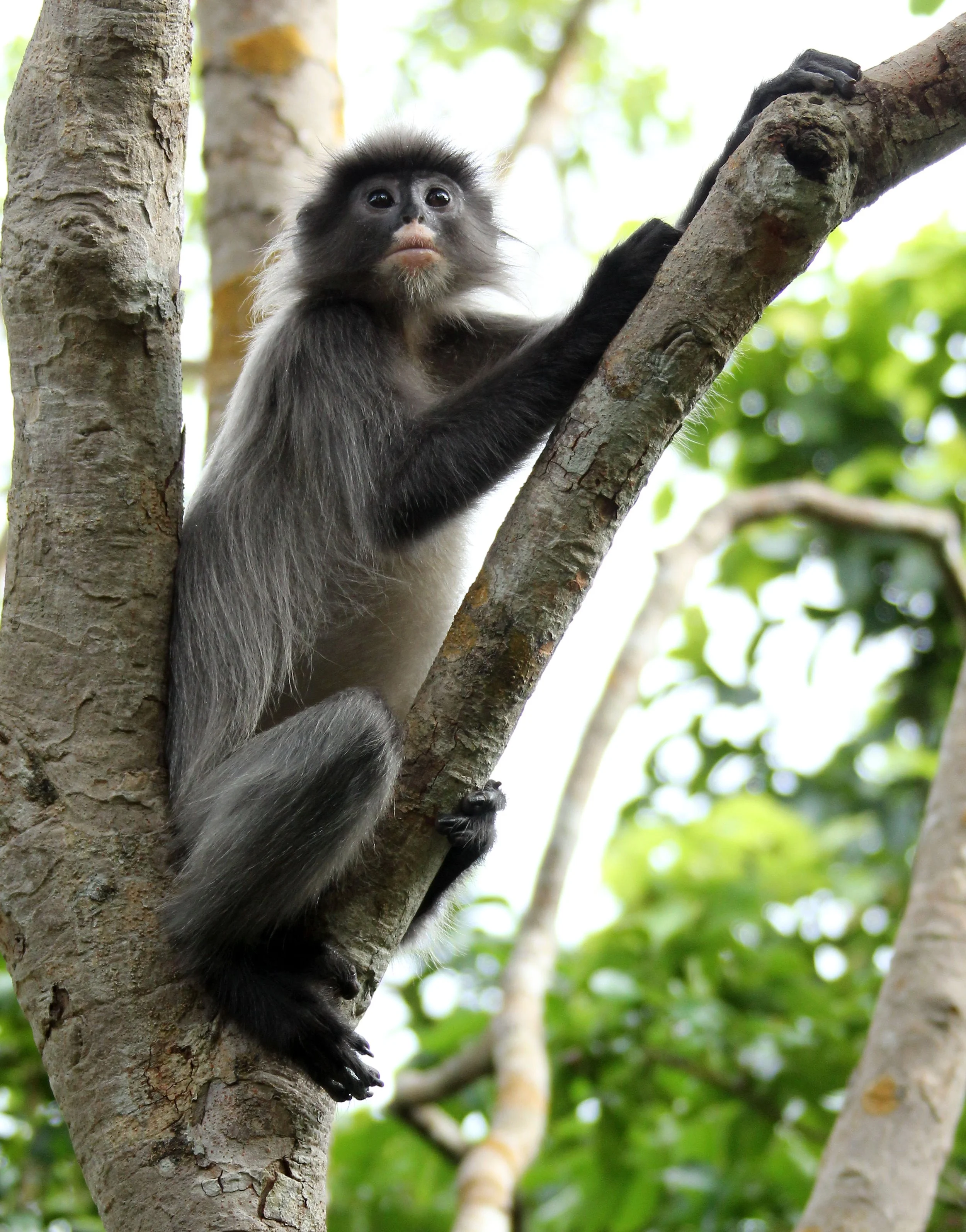 CERCOPITHECIDAE - Trachypithecus crepusculus - INDOCHINESE GRAY LANGUR - PHI THA KHON TEMPLE LOEI (41).JPG