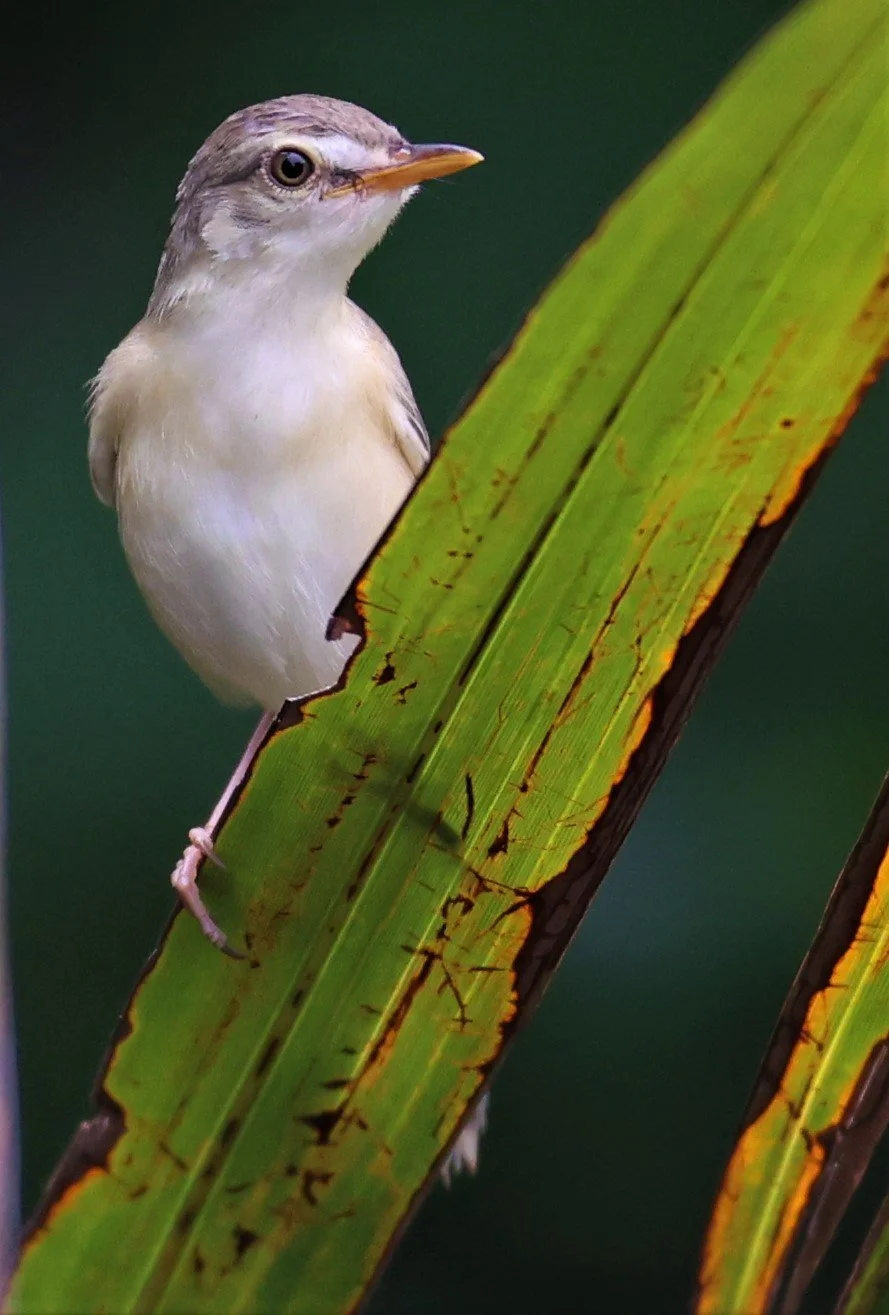 PRINIA - PLAIN PRINIA - Prinia inornata - BANG PU FOREST PARK 25 SEP 2021 (11).jpg
