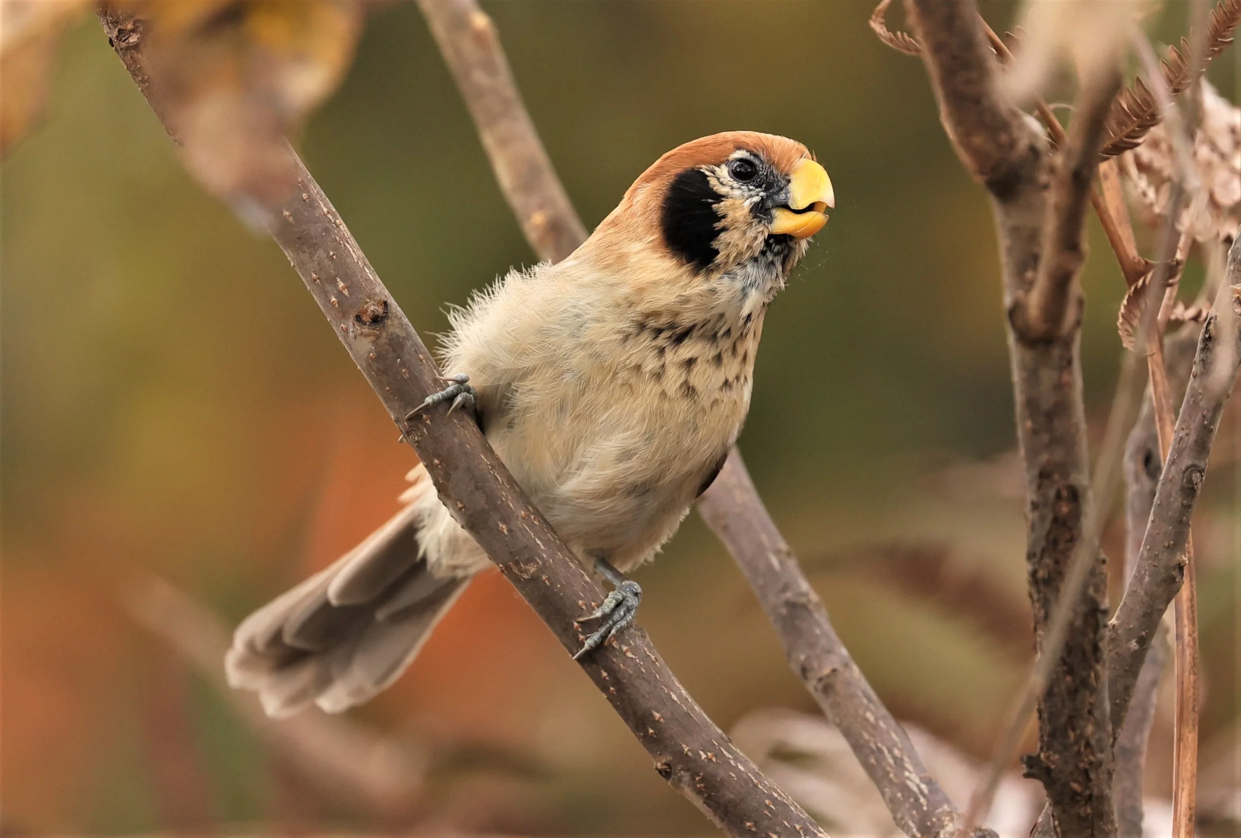 PARROTBILL - SPOT-BREASTED PARROTBILL - Paradoxornis guttaticollis - DOI LANG WEST, DOI PHA HOM POK NP, CHIANG MAI DEC 2021 (33).jpg