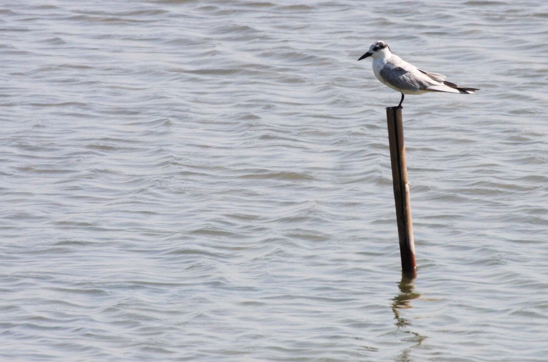 TERN - LITTLE TERN - Sterna albifrons - SOUTH OF BKK - CHRISTMAS IN THAILAND TRIP 2008 (4).JPG
