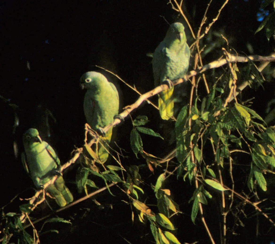 BIRD - PARROT - MEALY - MANU PERU A.jpg