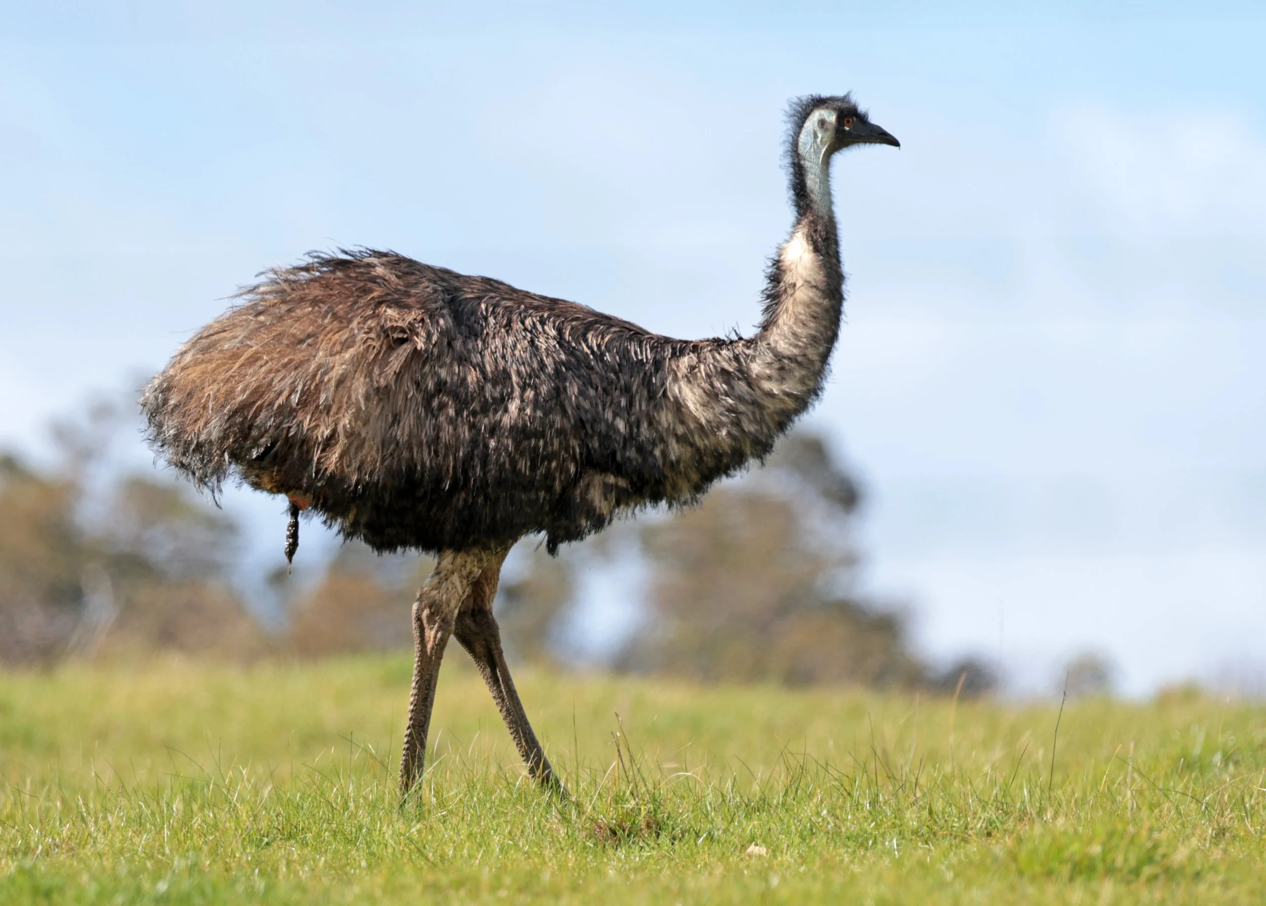 Emu (Dromaius novaehollandiae) Mt Frankland NP - Western Australia (41).jpg