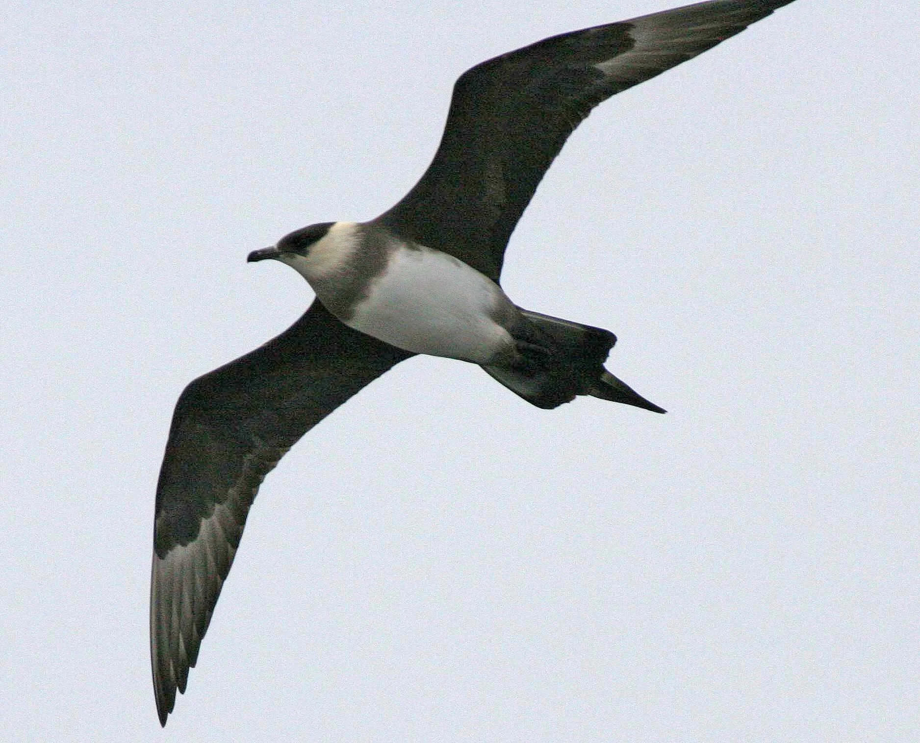 Pomarine Jaeger