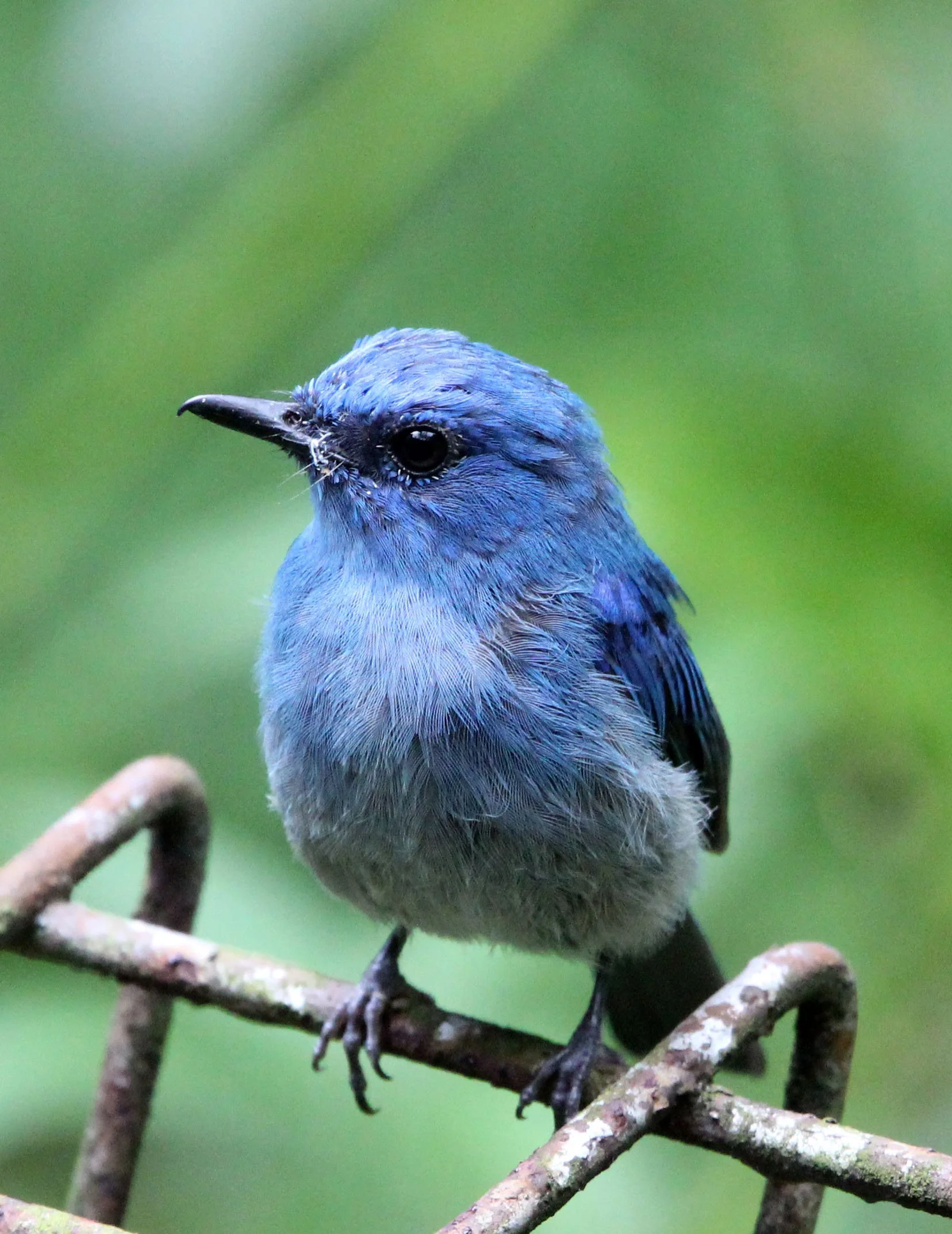 BIRD - FLYCATCHER - INDIGO FLYCATCHER - HALIMUN NATIONAL PARK JAVA BARAT INDONESIA (4).JPG