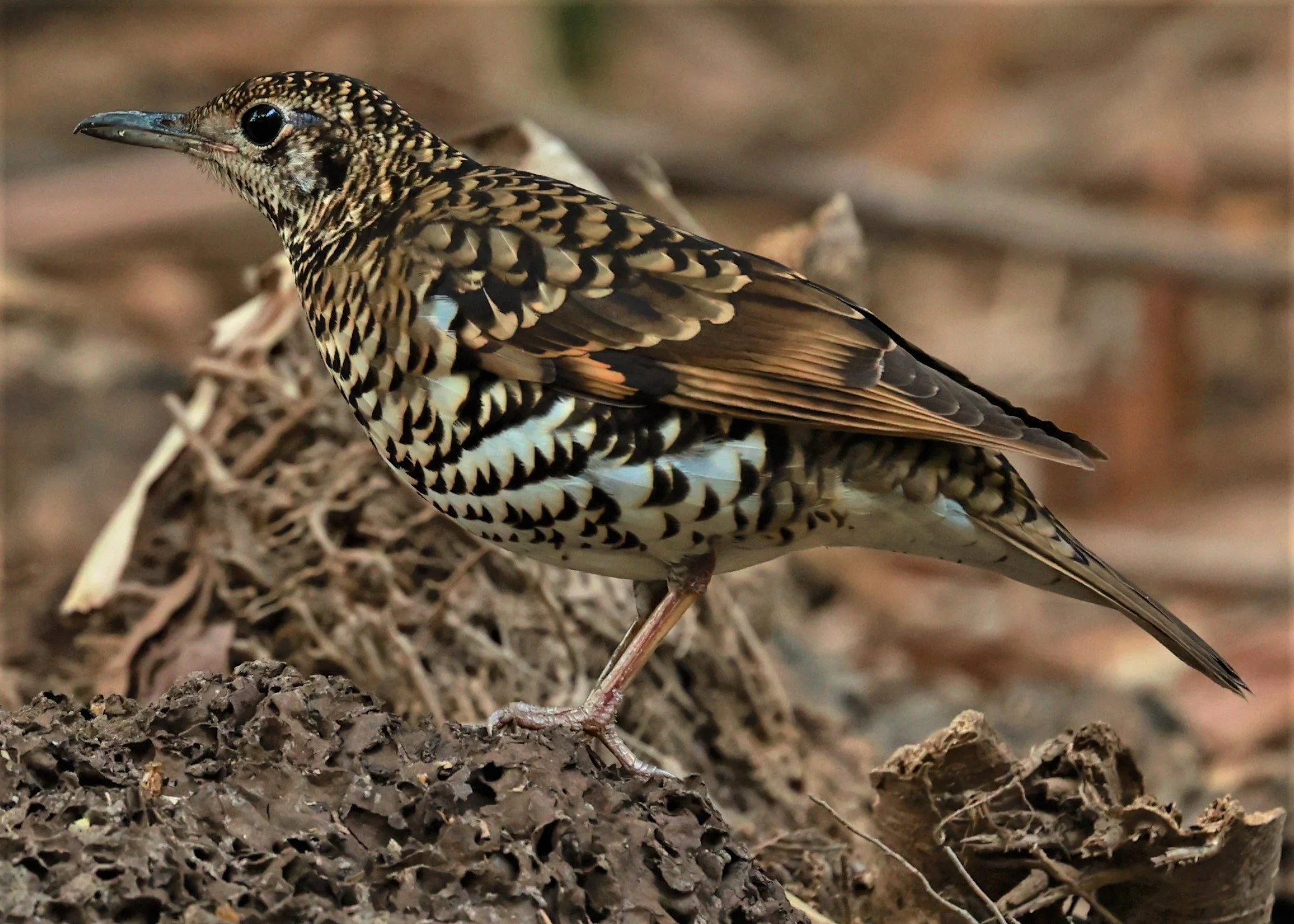 White's Thrush (Zoothera aurea) Putthamonthon Park Nakhon Pathom Thailand (95).jpg