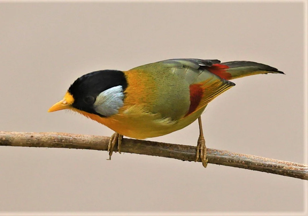 MESIA - SILVER-EARED MESIA - Leiothrix argentauris - DOI ANG KHANG CHIANG MAI FEB 2022 (16).jpg