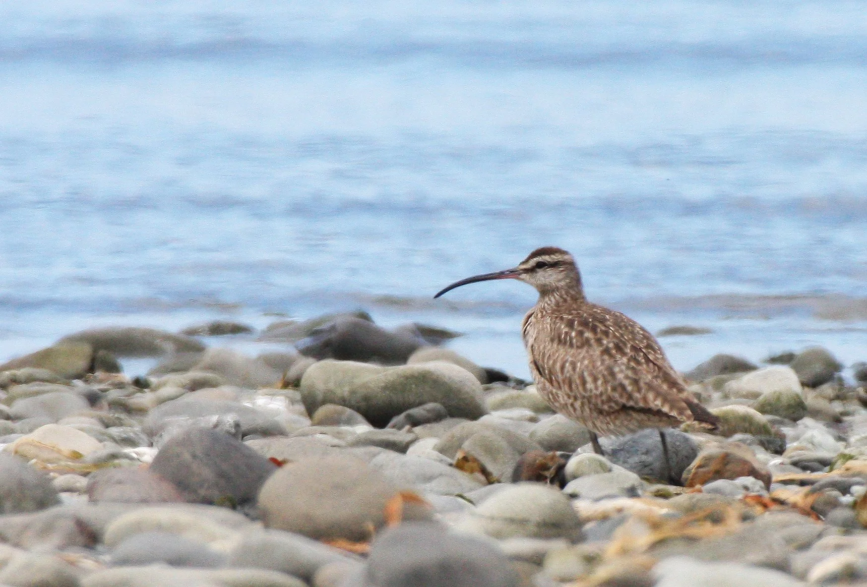 BIRD - WHIMBREL - ELWHA RIVER MOUTH WA (9).JPG
