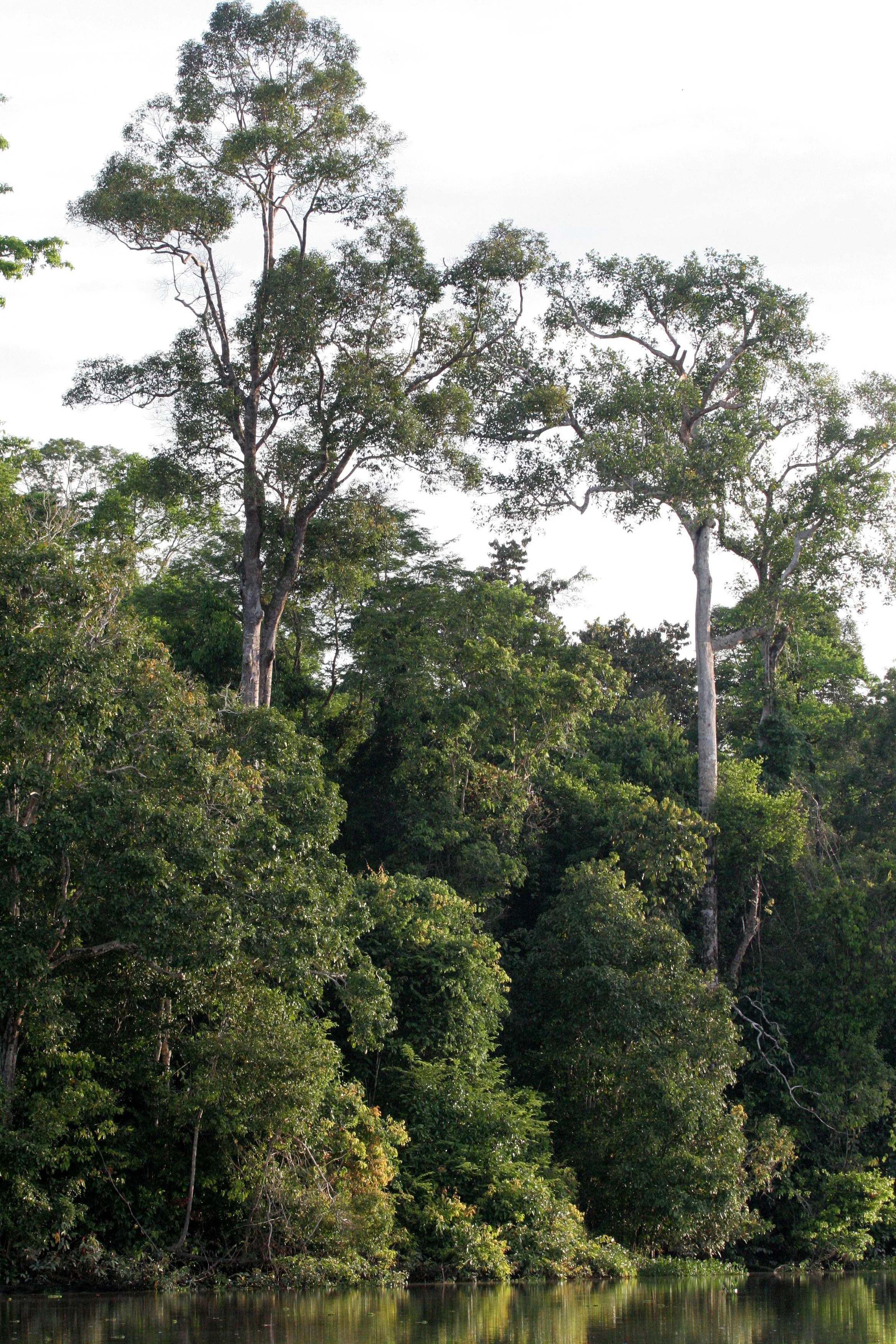 KINABATANGAN RIVER BORNEO - RIVER SCENES (2).JPG