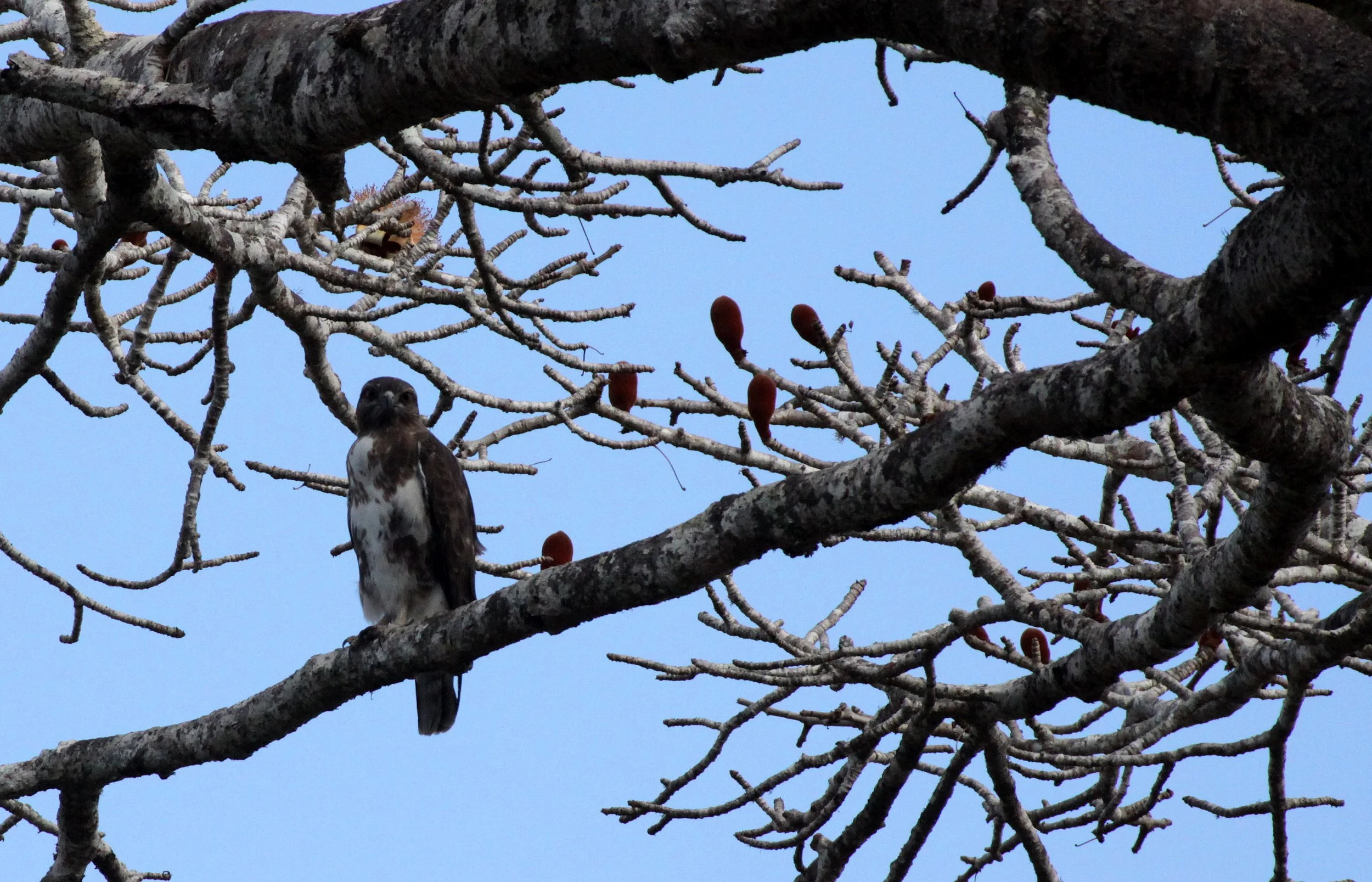 Buteo brachypterus - MADAGASCAR BUZZARD - KIRINDY NATIONAL PARK - MADAGASCAR (6).JPG