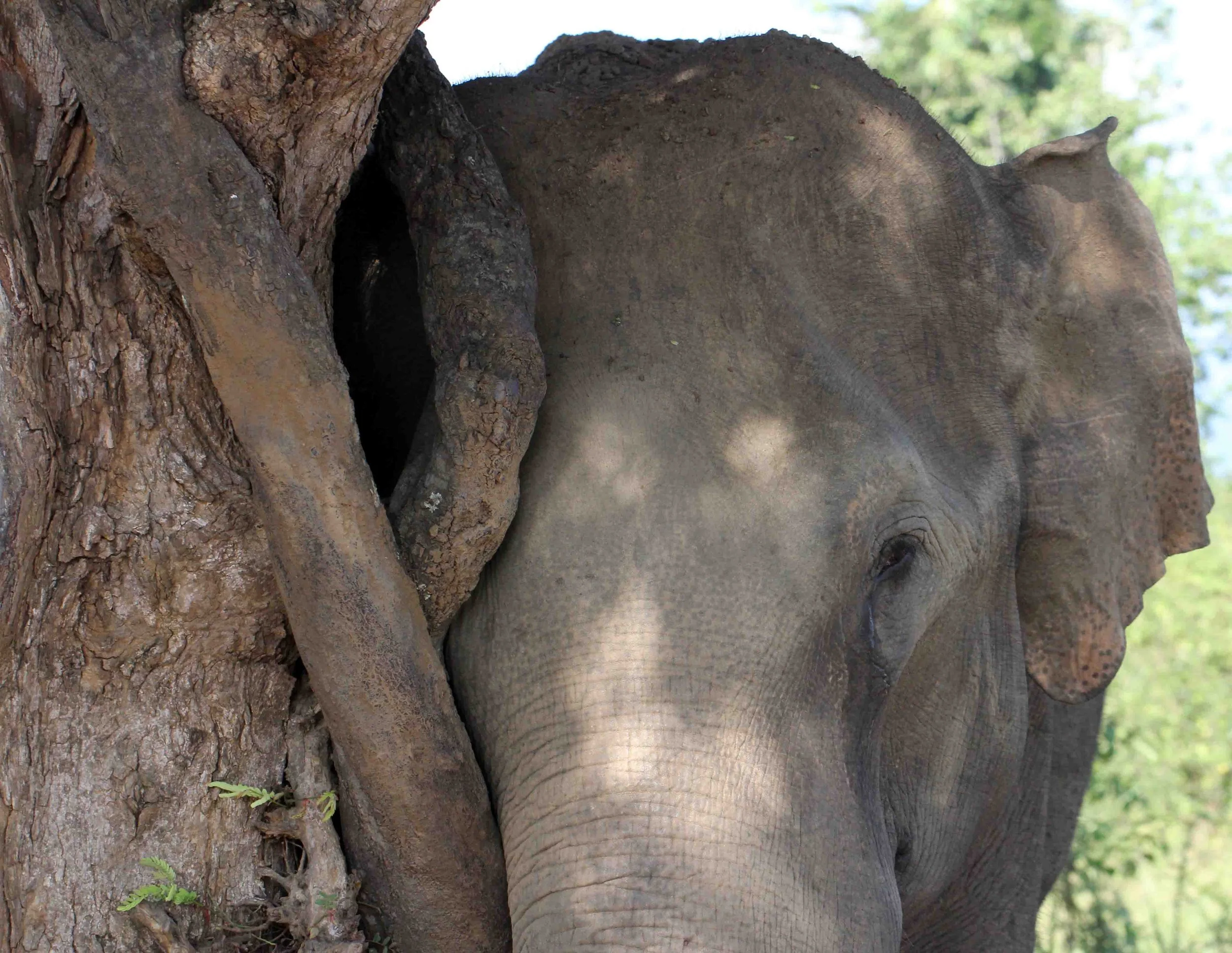 ELEPHANT - SRI LANKA ASIAN ELEPHANT - UDAWALAWA NATIONAL PARK SRI LANKA - PHOTO BY SOM SMITH (30).JPG