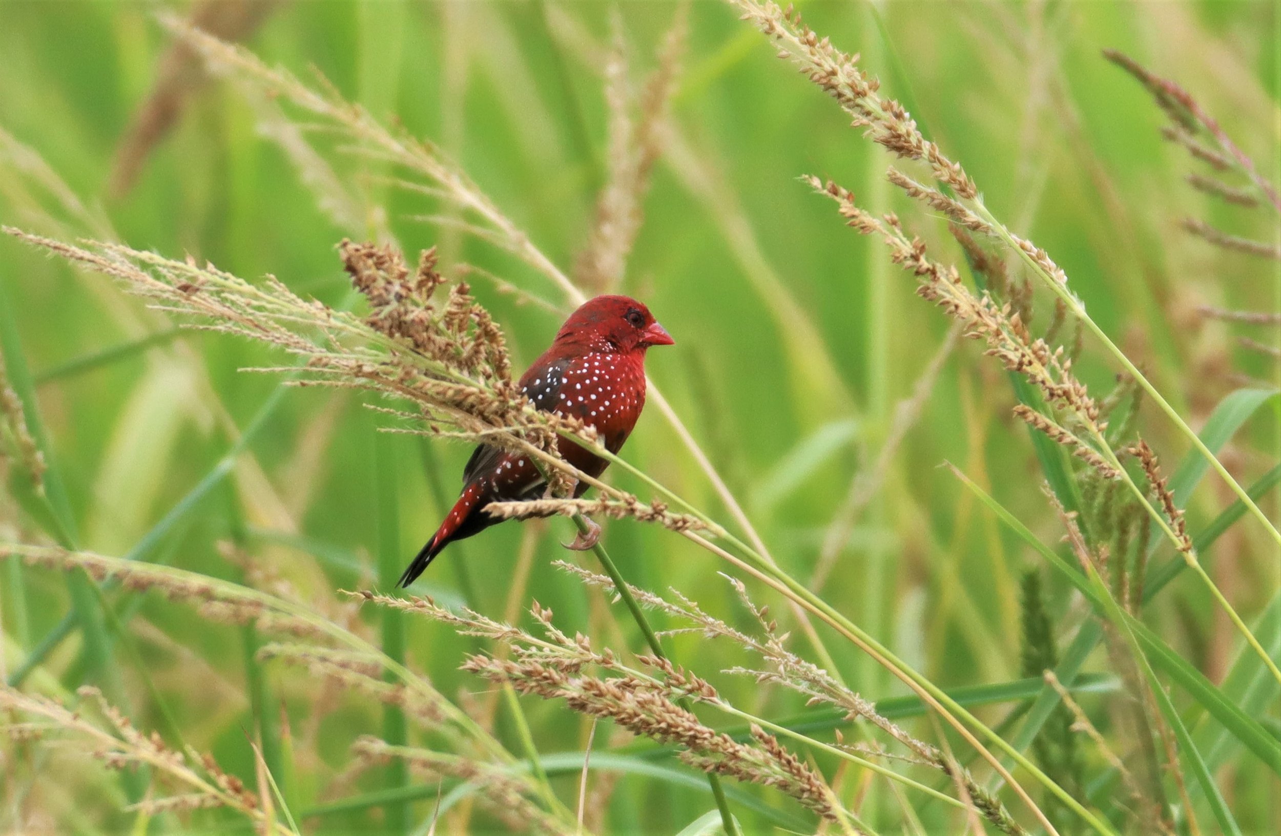 RED AVADAVAT - Amandava amandava - LAD KRABANG  THAP YAO RICE FIELDS AUGUST 14 2021 (30).jpg
