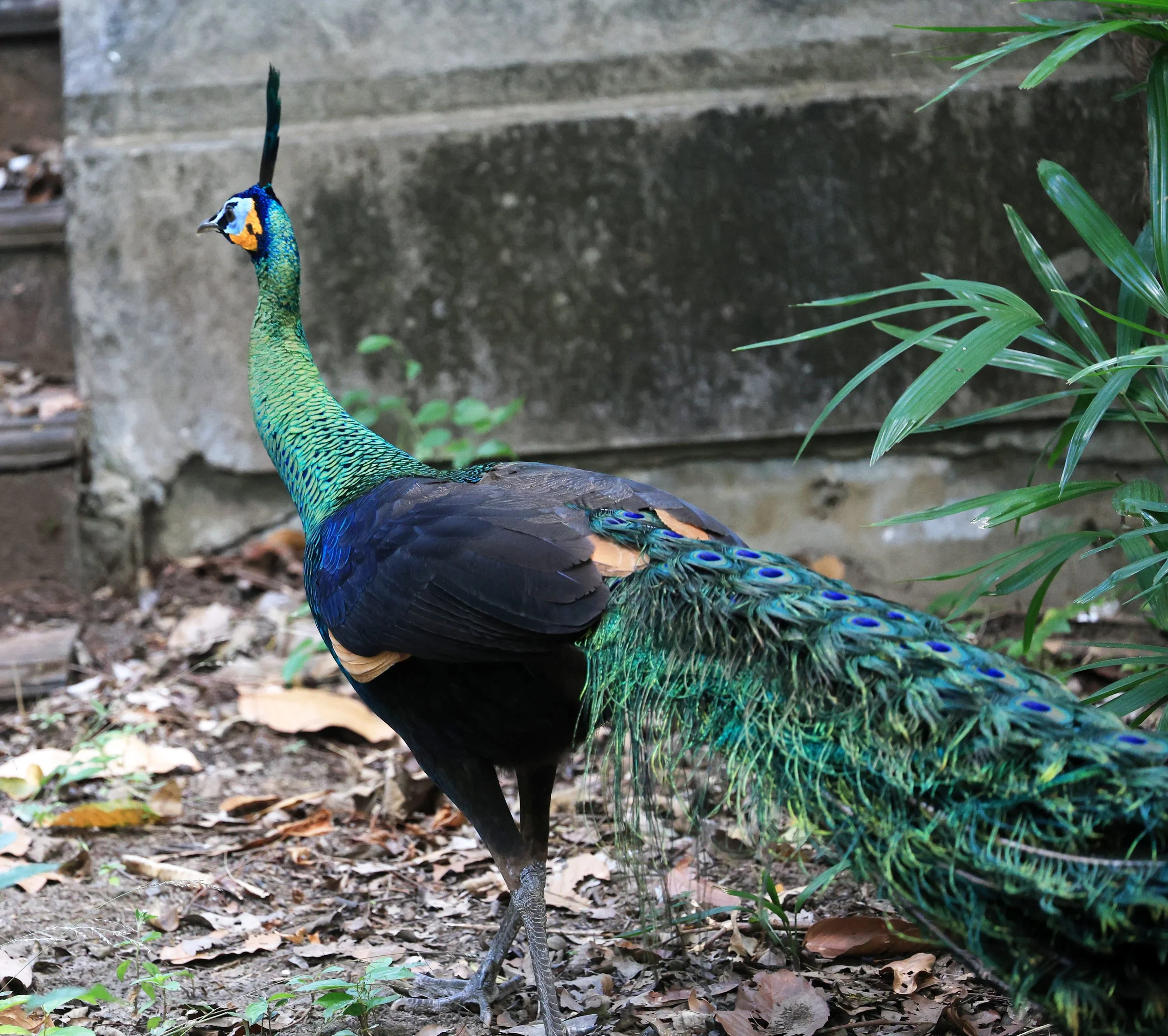 Green Peafowl (Pavo muticus) Doi Butsarakham Phayao Province (4).jpg