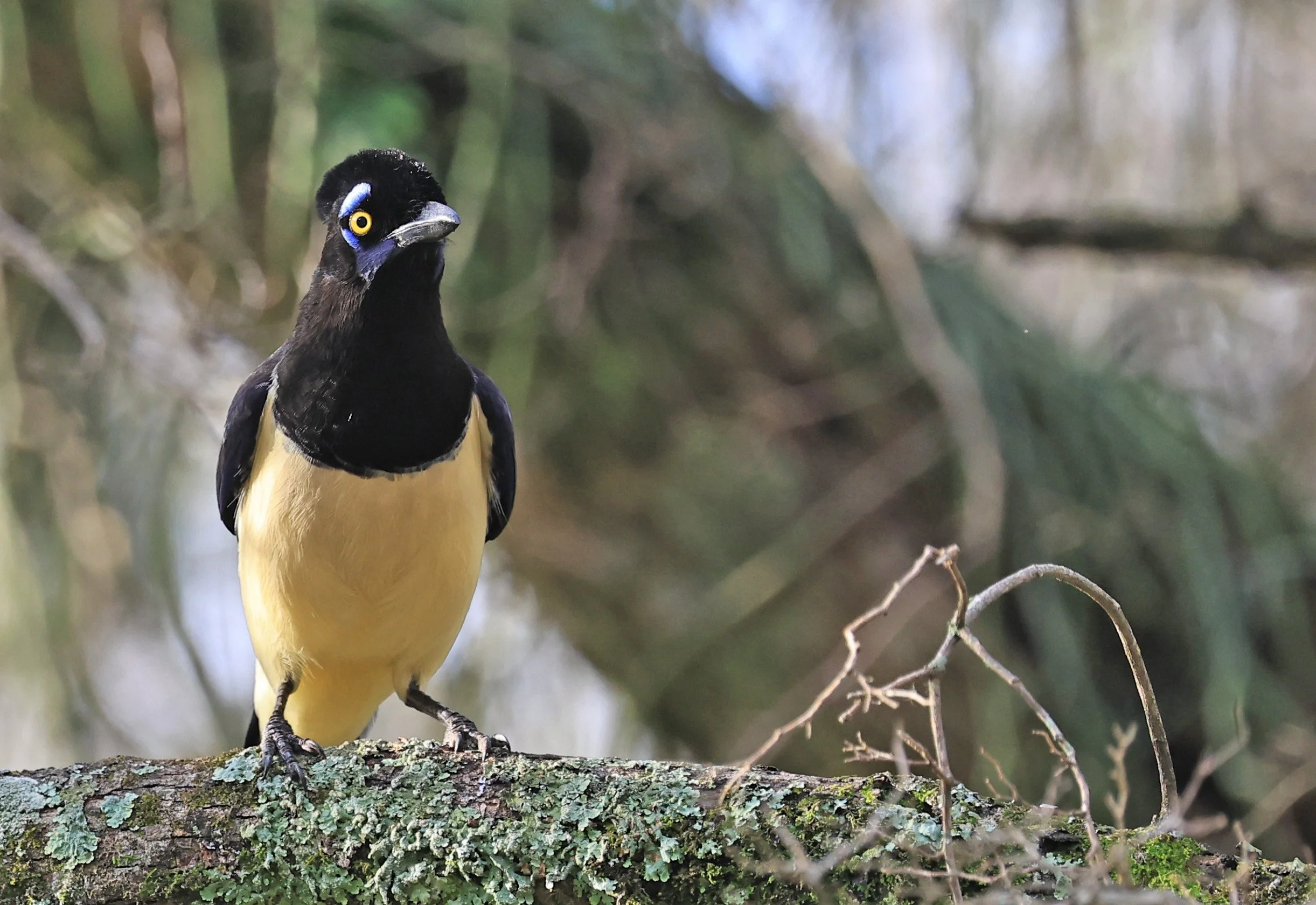 Plush-crested Jay (Cyanocorax chrysops) El Palmar National Park, Entre Rios, Argentina (35).jpg