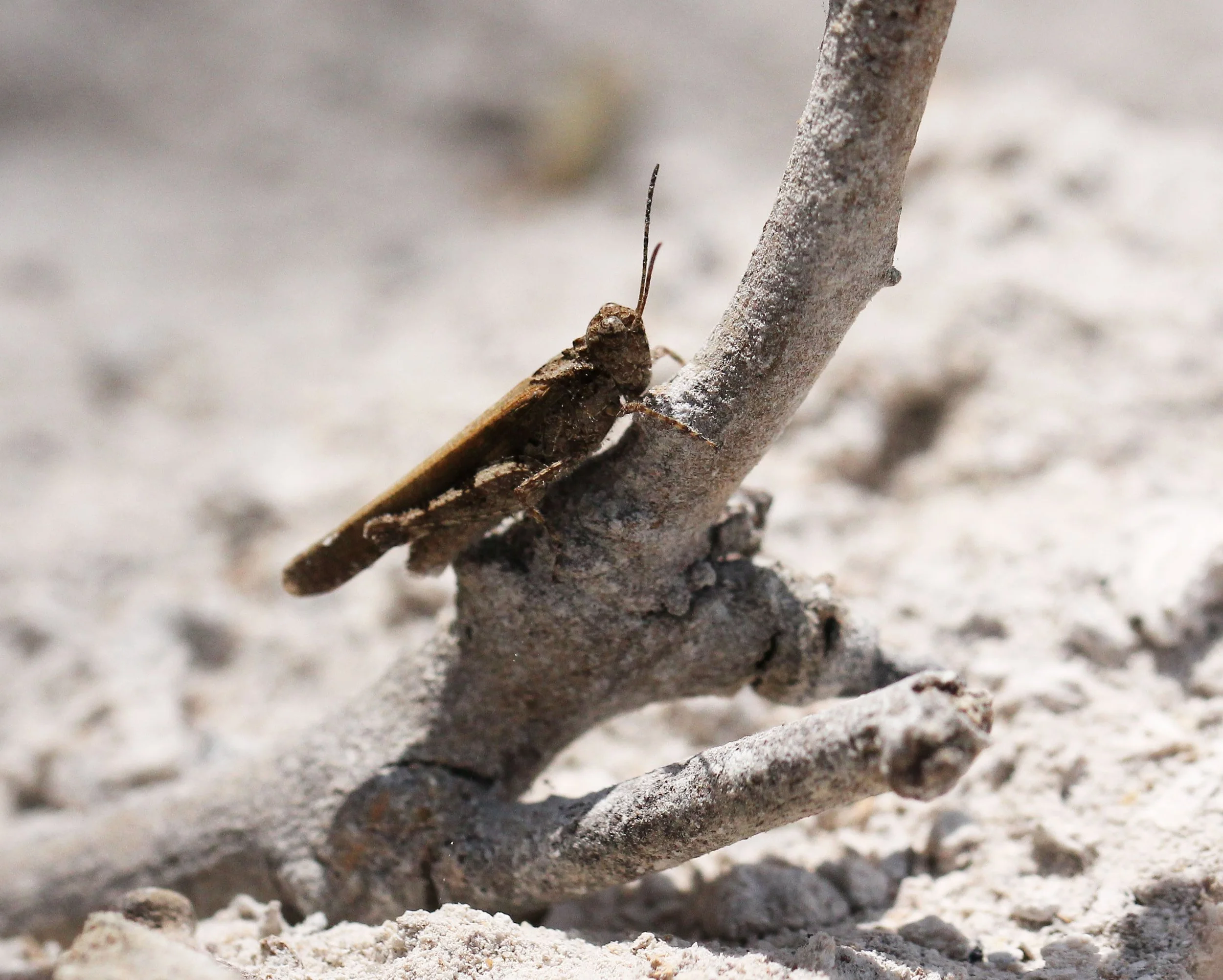 Acrididae - Species 2 - Koh Lanta, Thailand (5).JPG