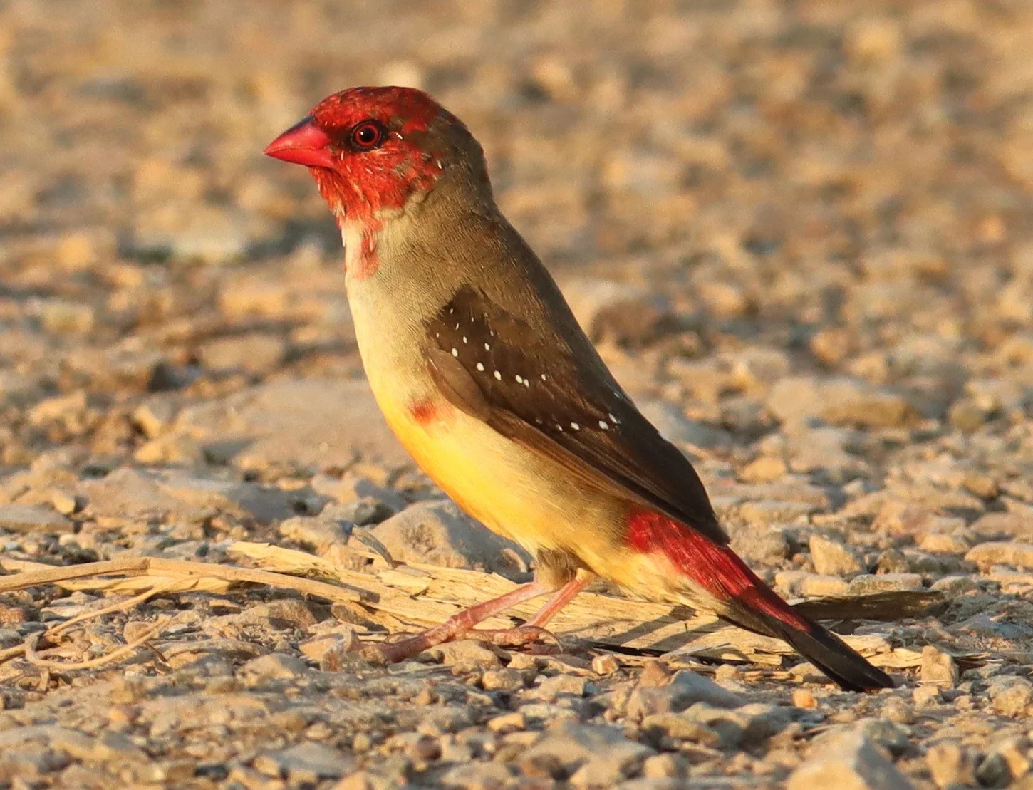 RED AVADAVAT - Amandava amandava - LAT KRABANG RICE FIELDS AT THAP YAO (108).jpg