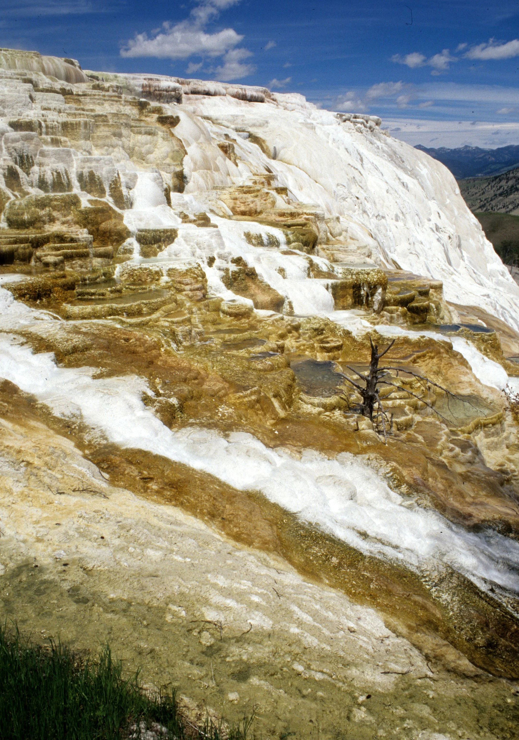 YELLOWSTONE - MAMMOTH HOTSPRINGS F.jpg